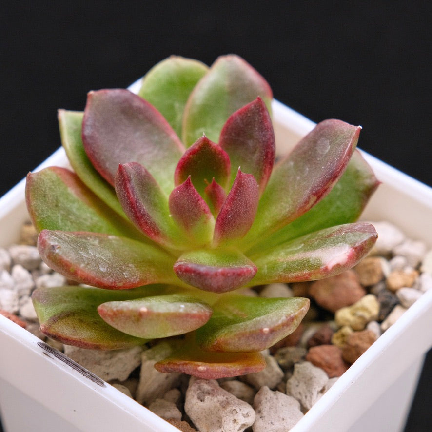 Echeveria Black Rose Korean Succulent Plant Lightly Variegated