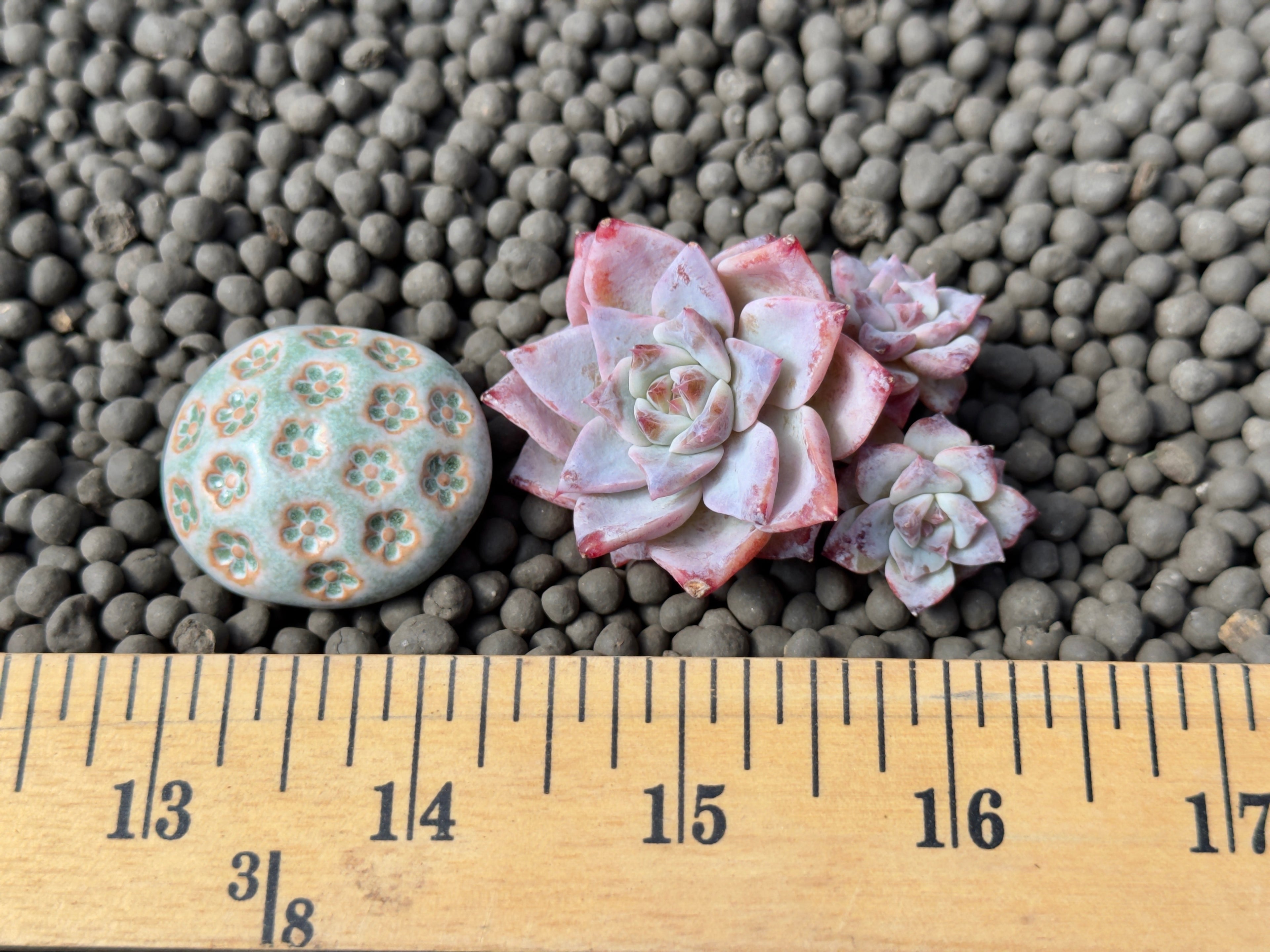 Echeveria Gloria cluster Korean Succulent Plant Changhee hybrid