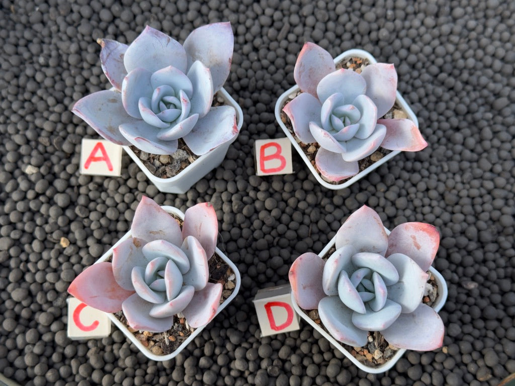 Echeveria White Lotus Imported Succulent Plant