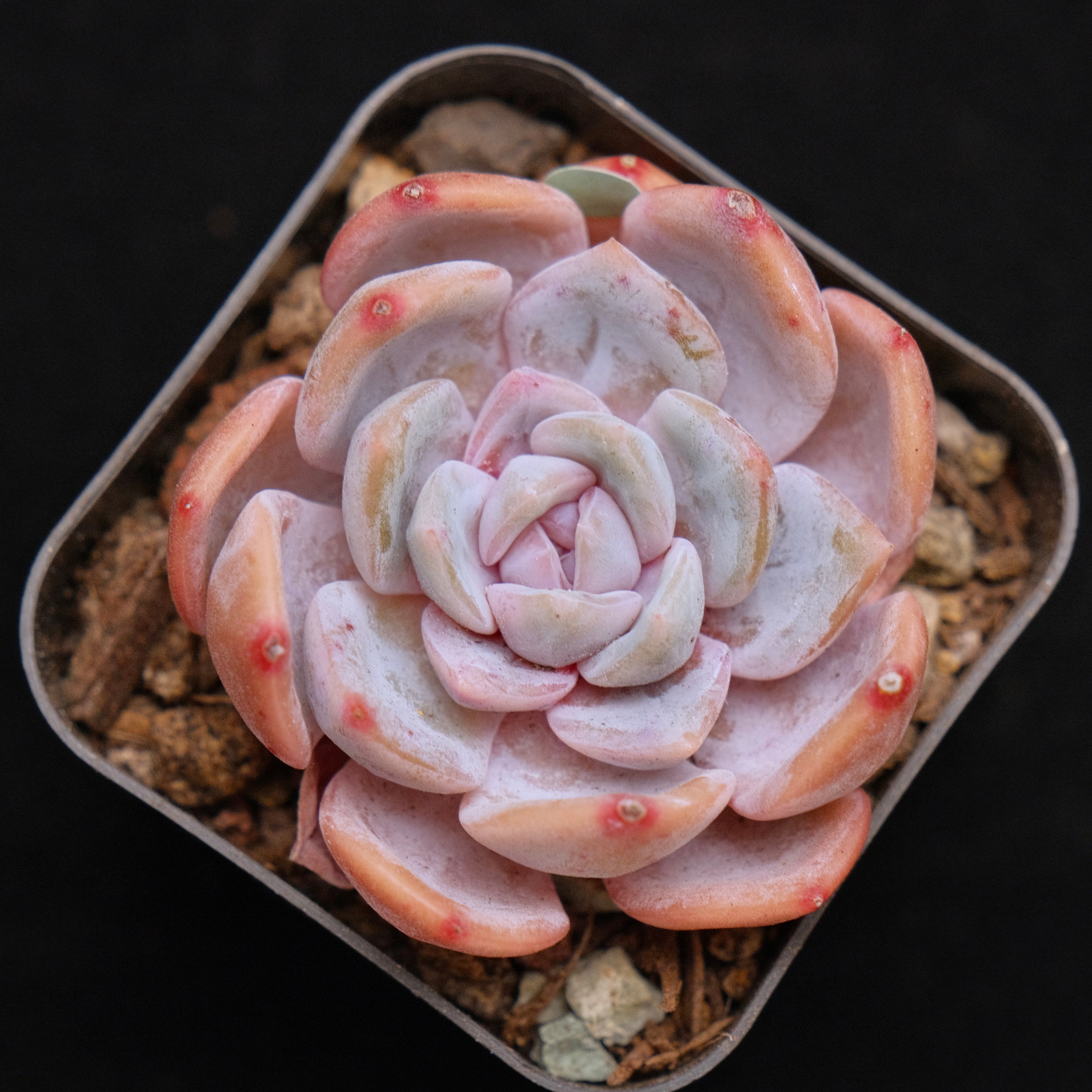 Echeveria Winter Flower Korean Succulent Plant