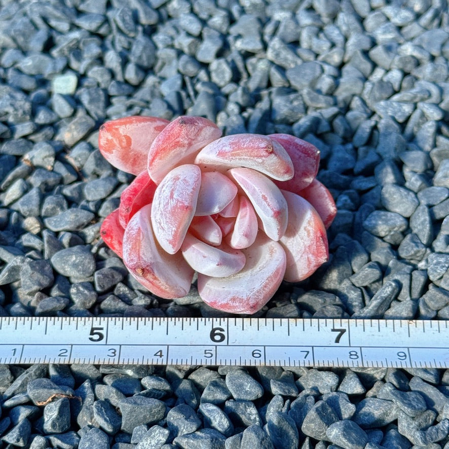 Echeveria Special Trumso Succulent Plant A