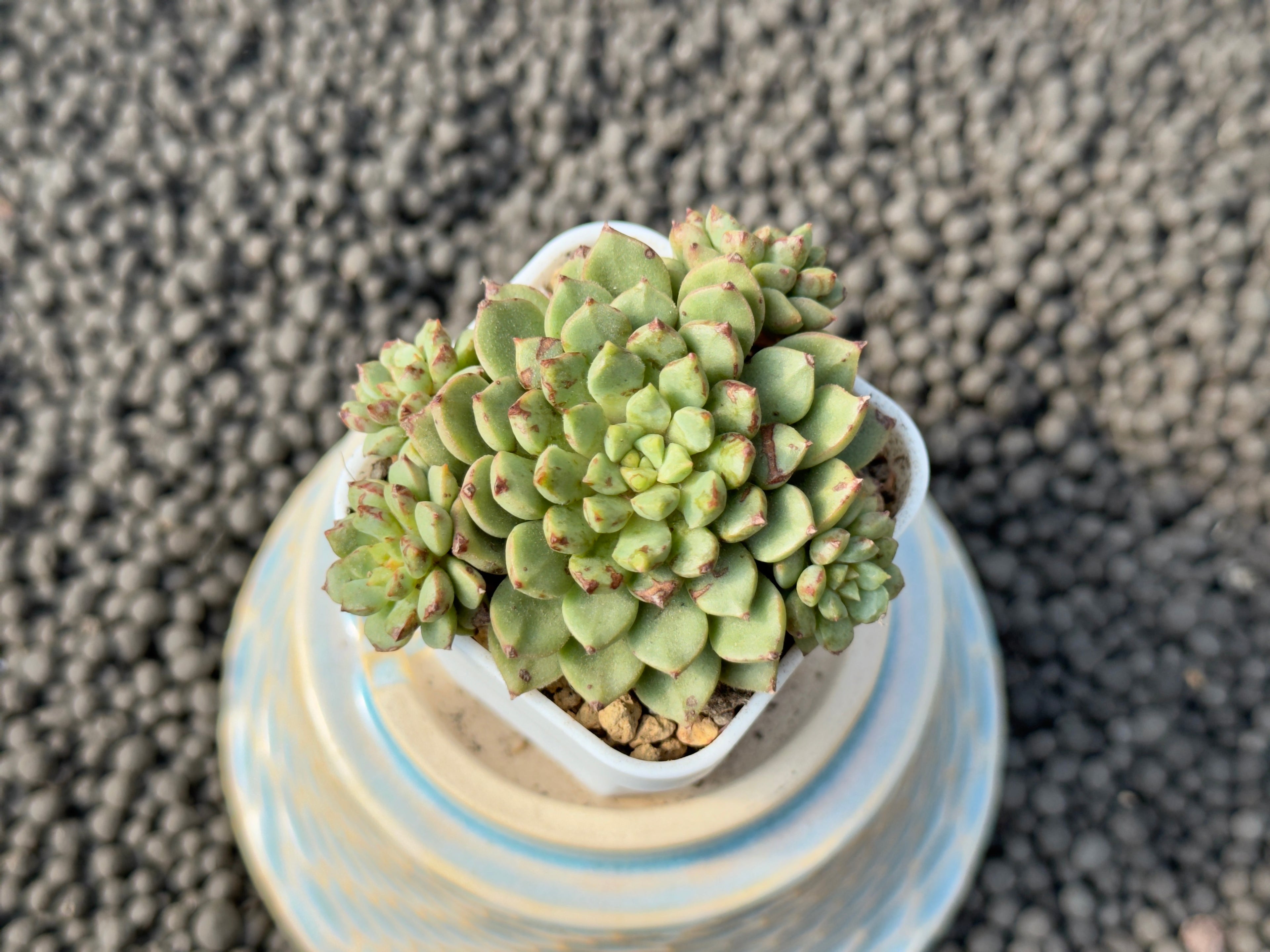 Echeveria Miniouhikou Korean Succulent Plant Air Magic Hybrid