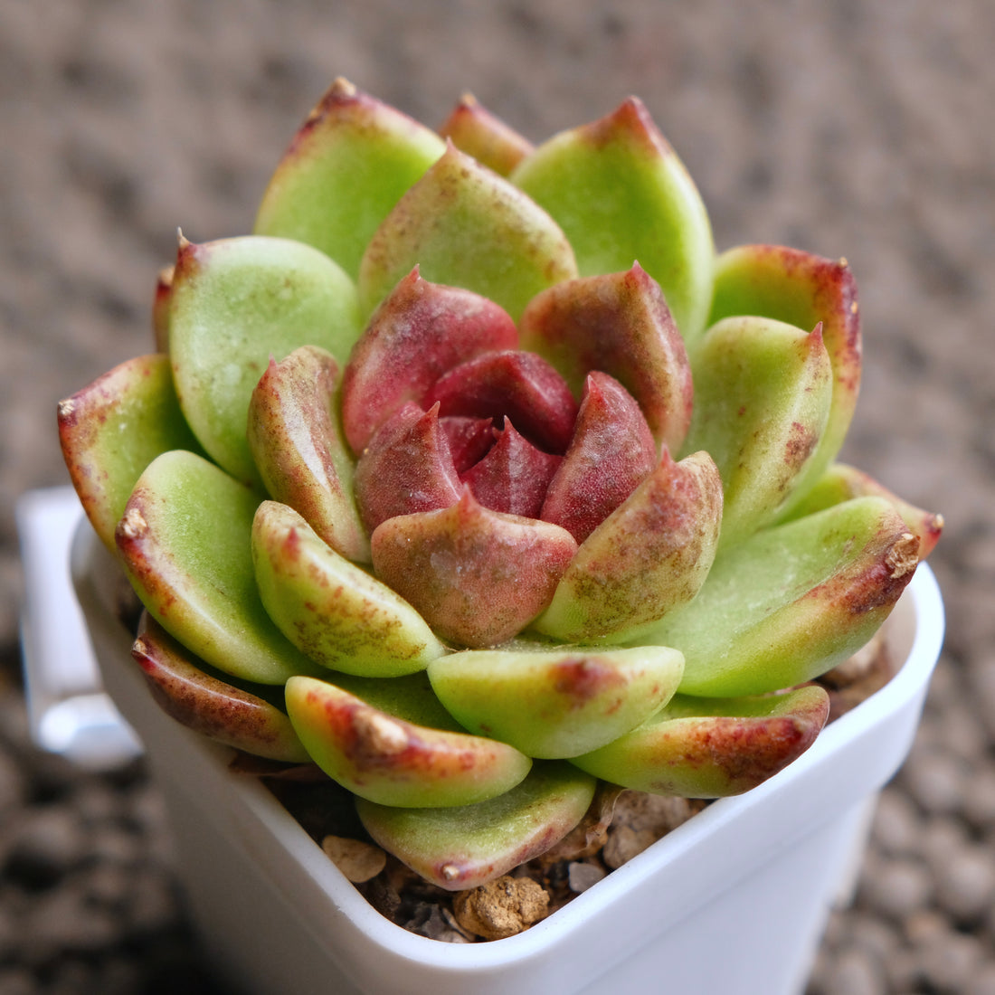 Echeveria Dark Edge Korean Succulent Plant - A