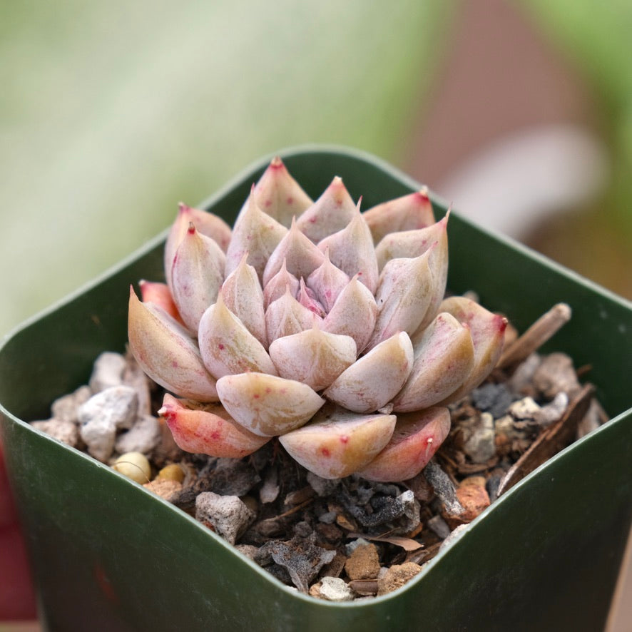 Echeveria Moire Korean Succulent Plant Changhee hybrid