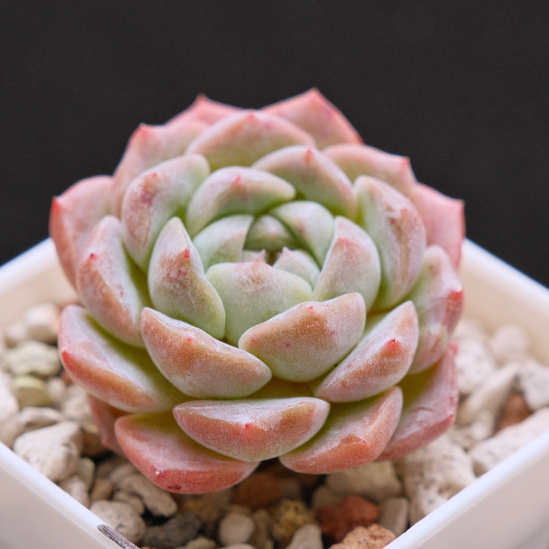Echeveria hybrid imported Succulent Plant