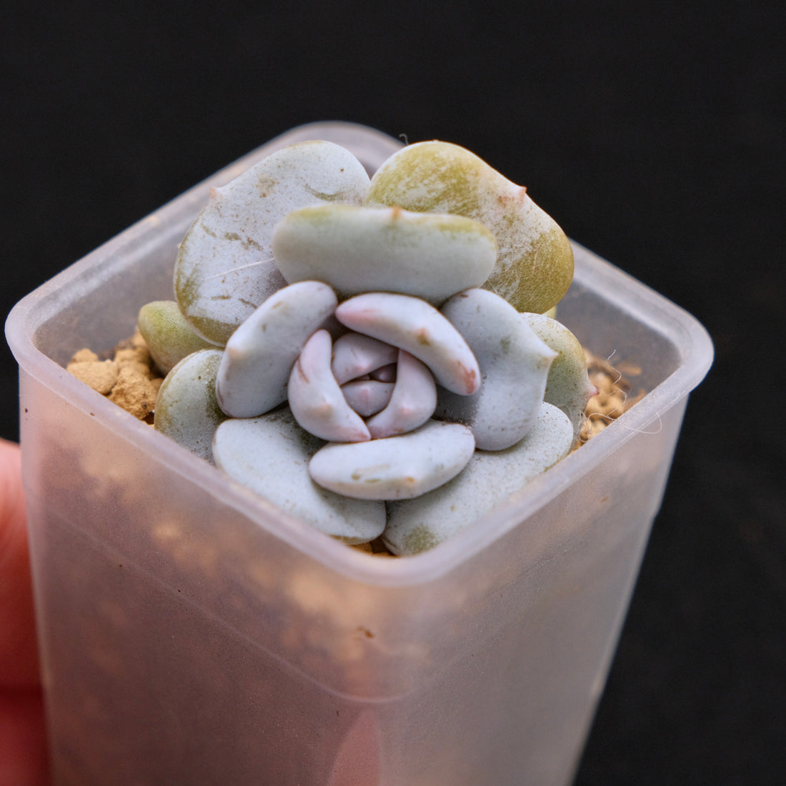 Echeveria Milk Purple Korean Succulent Plant Changhee hybrid