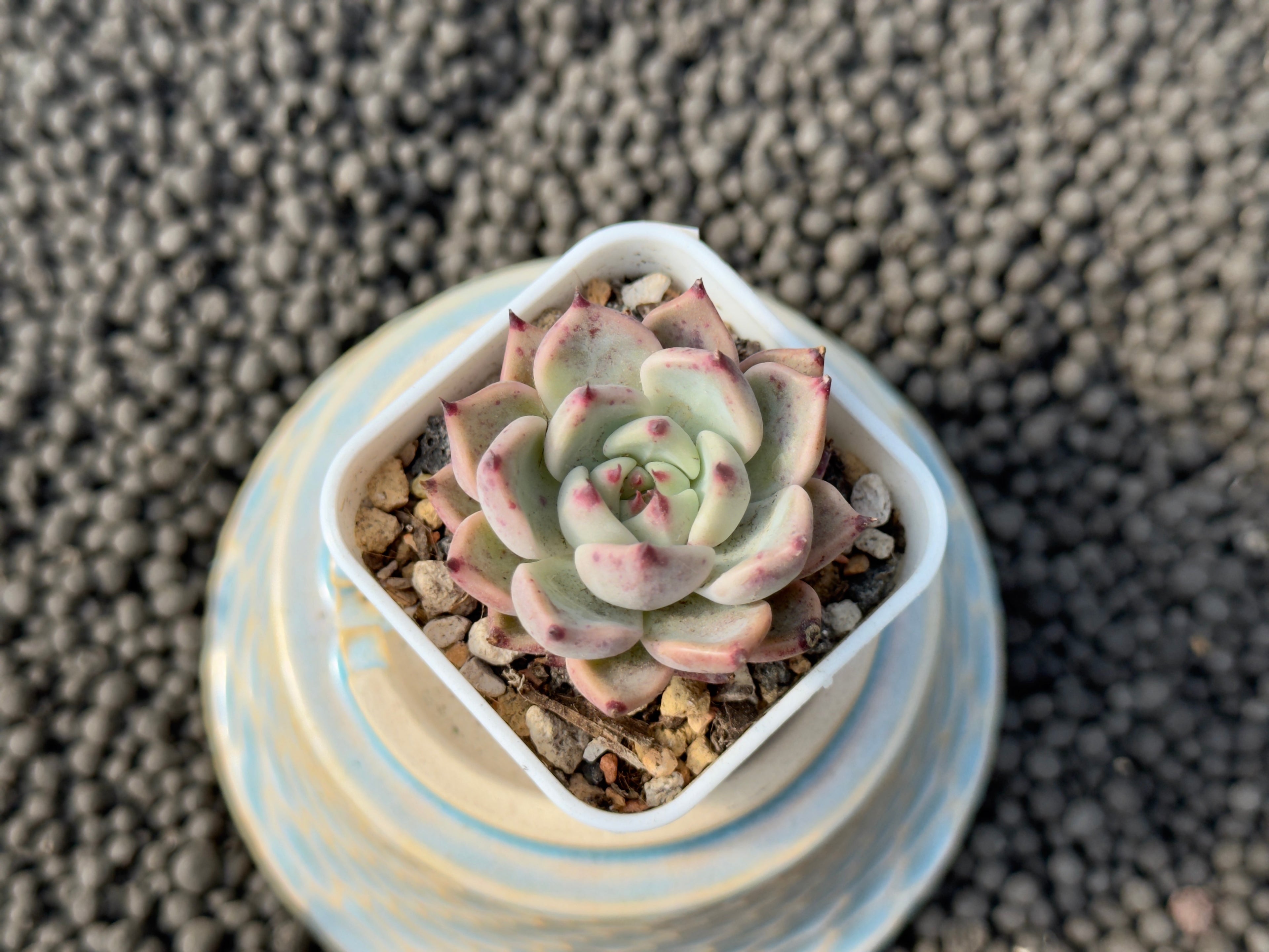 Echeveria Gazelle Korean Succulent Plant Changhee Hybrid