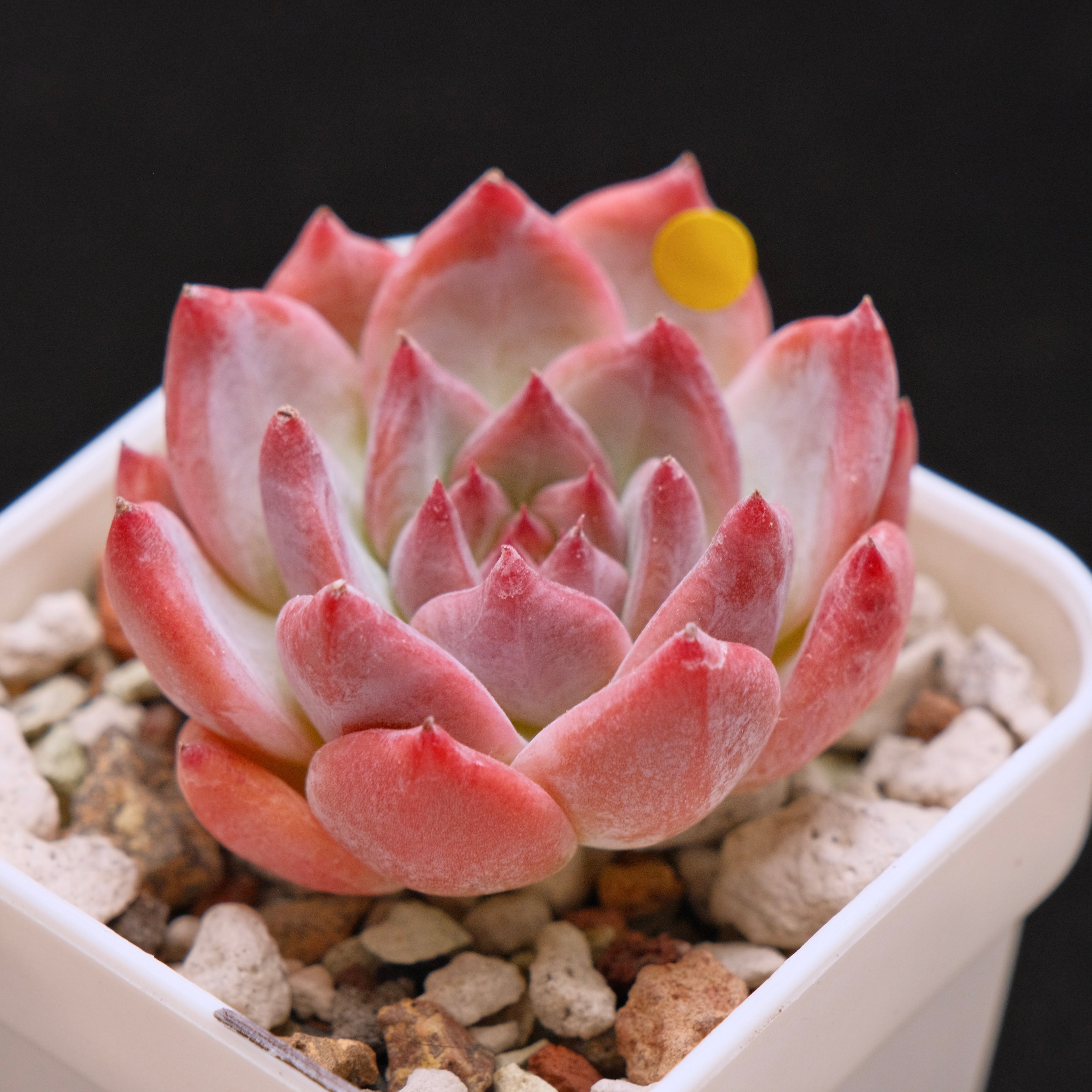 Echeveria colorata cultivar Korean Succulent Plant