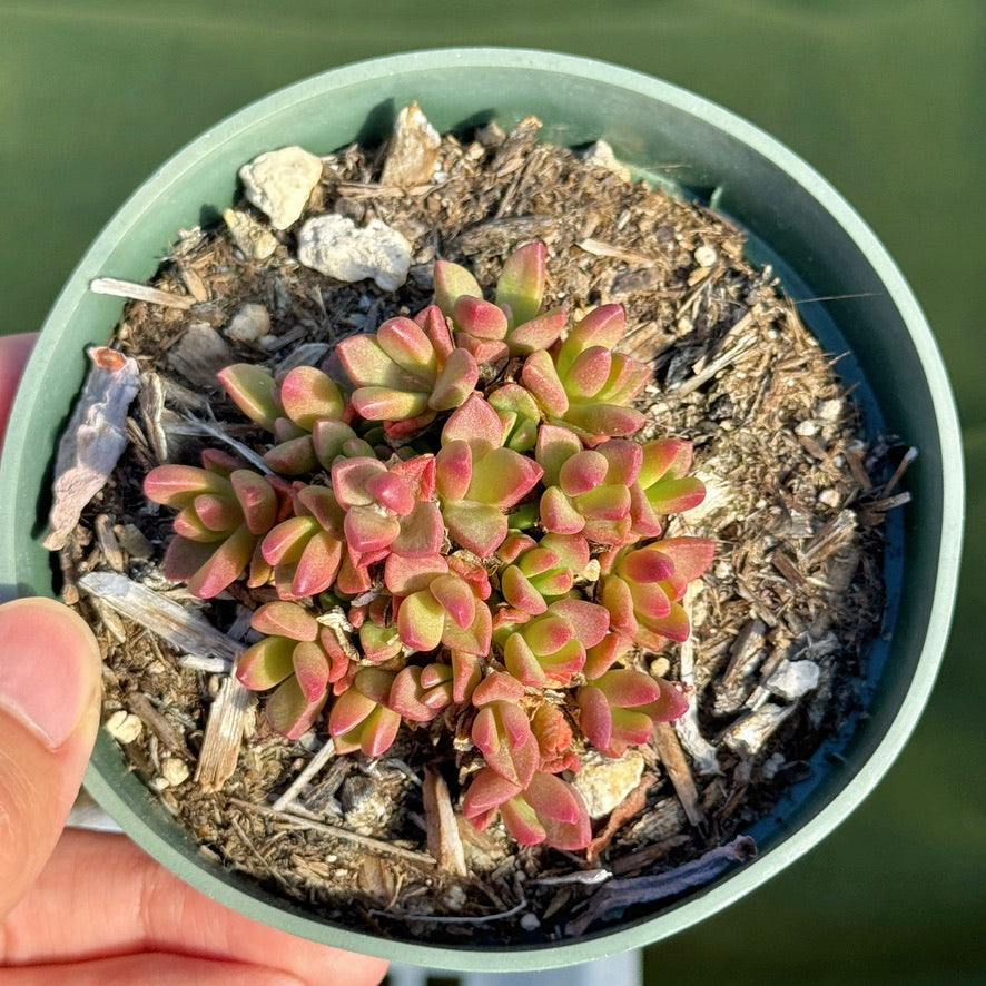 Ice Plant Succulent