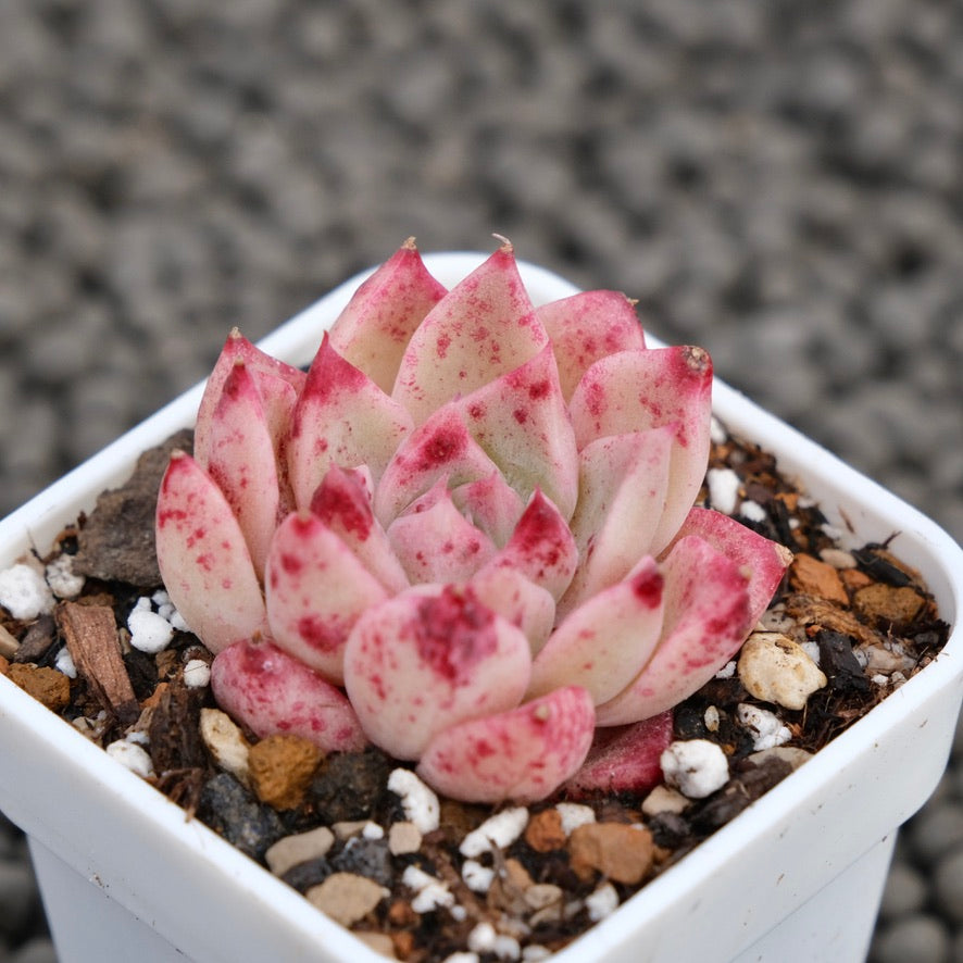 Echeveria Love Day Korean Succulent Plant Hwaga Hybrid