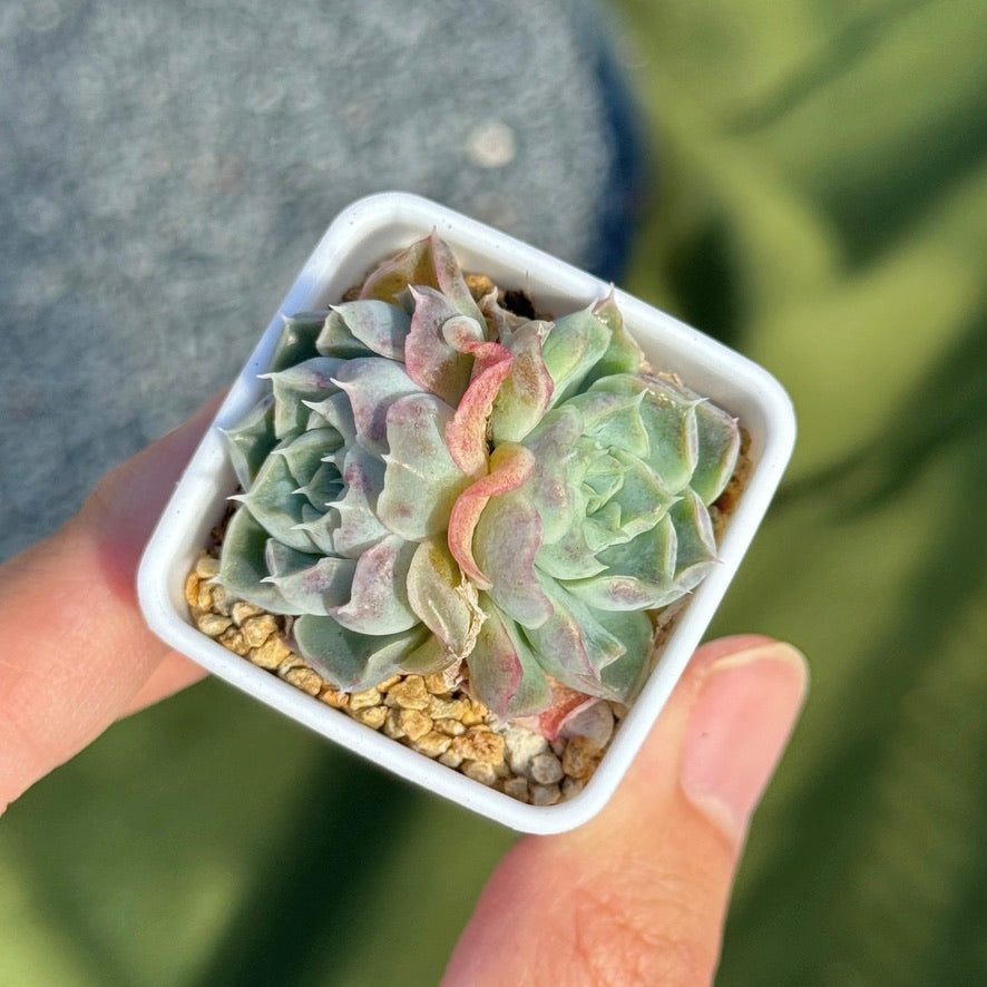 Echeveria Helena Korean Succulent Plant