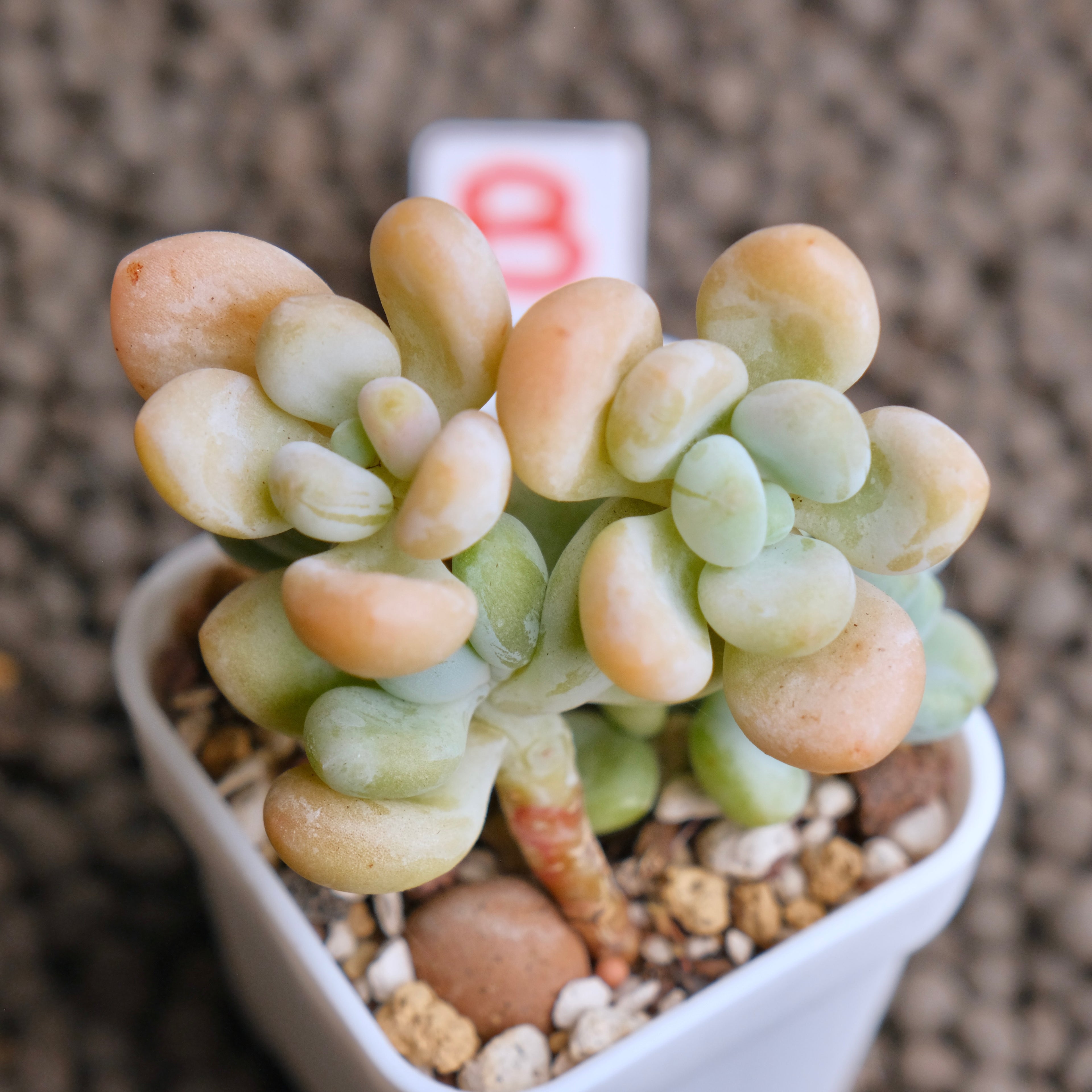 Graptosedum Jelly Finger Imported Succulent Plant - B