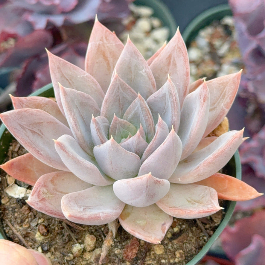 Echeveria Silver Queen Succulent Plant