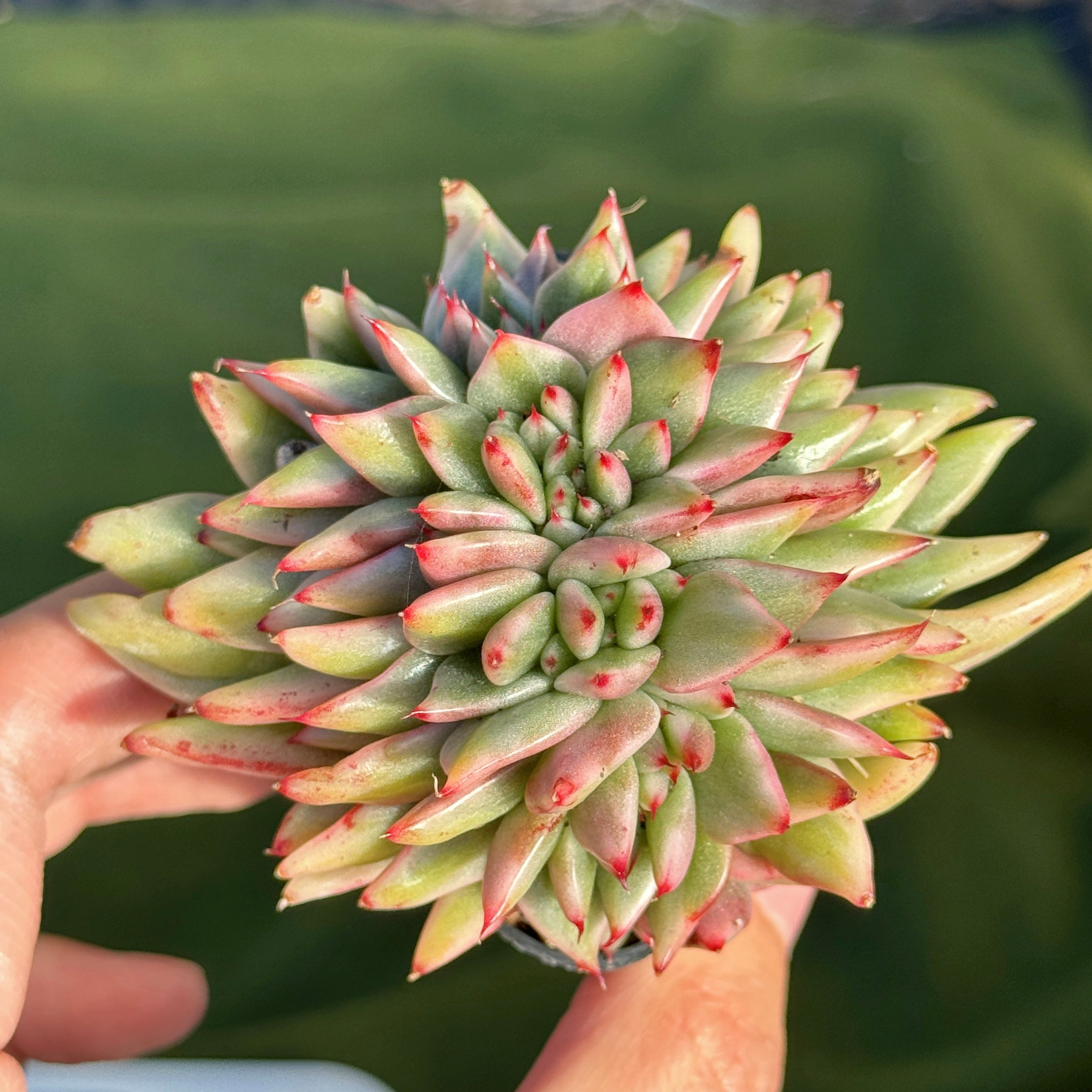 Variegated Echeveria Elkhorn cristata Korean Succulent Plant