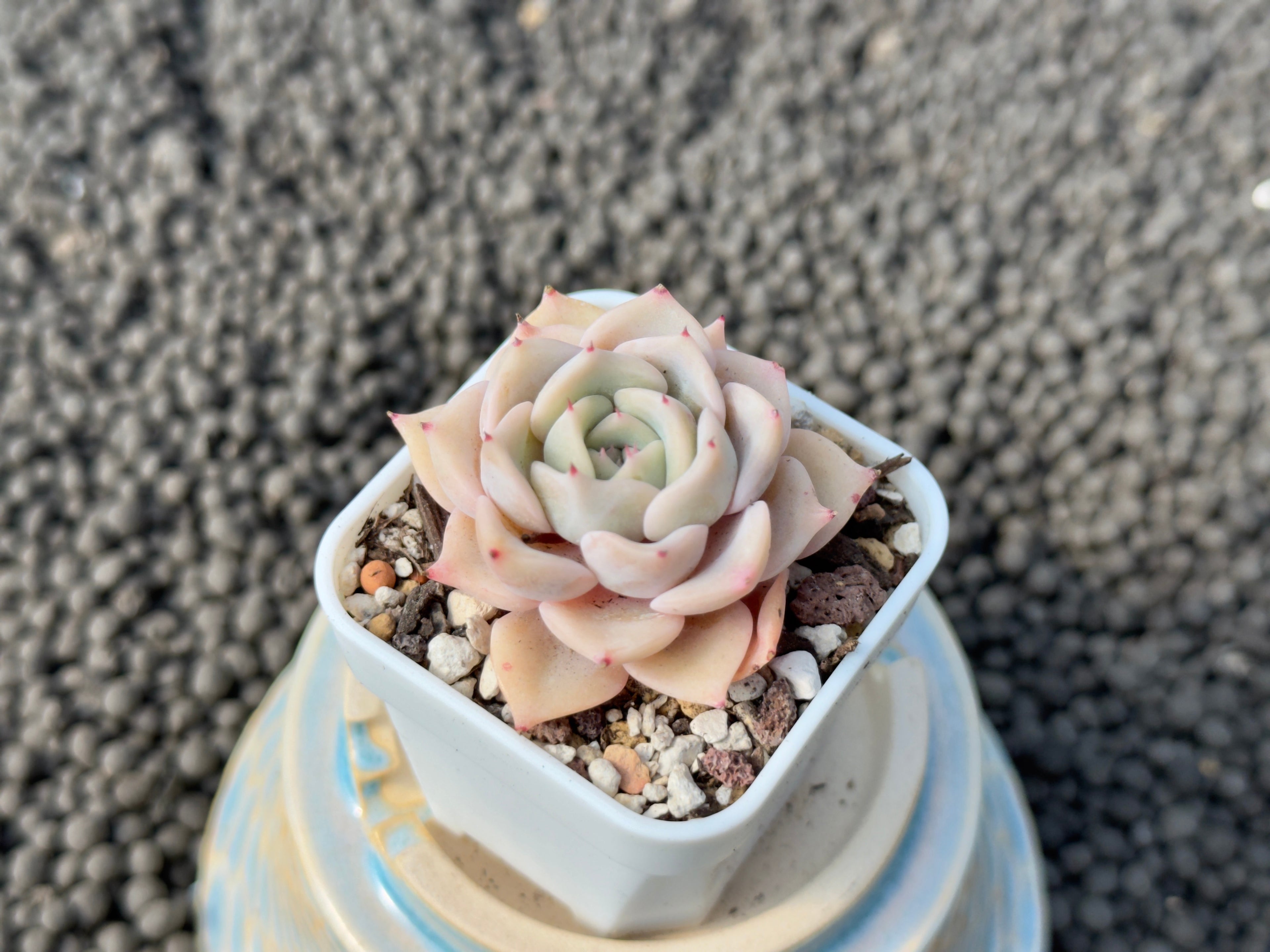 Echeveria Zeppelin Korean Succulent Plant Hwaga Hybrid