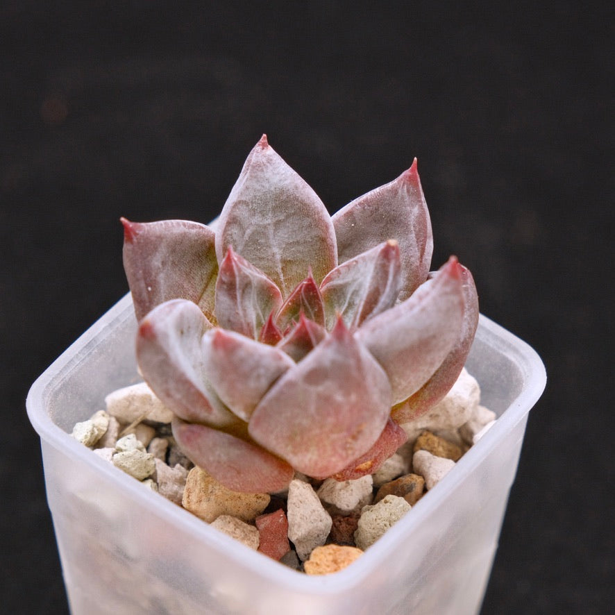 Echeveria Tremolo Korean Succulent Plant Hwaga Hybrid