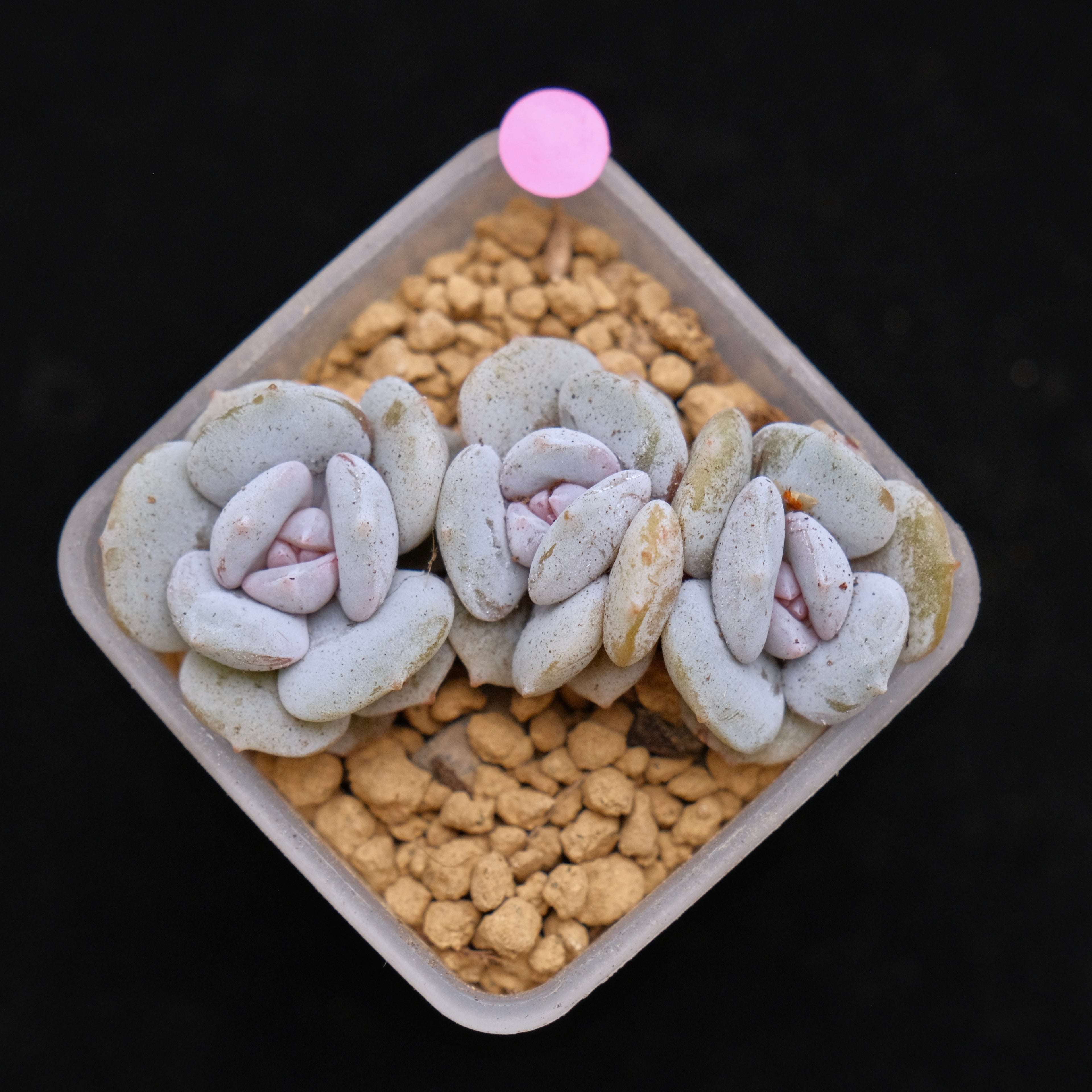 Echeveria Milk Purple babies Korean Succulent Plant Changhee Hybrid