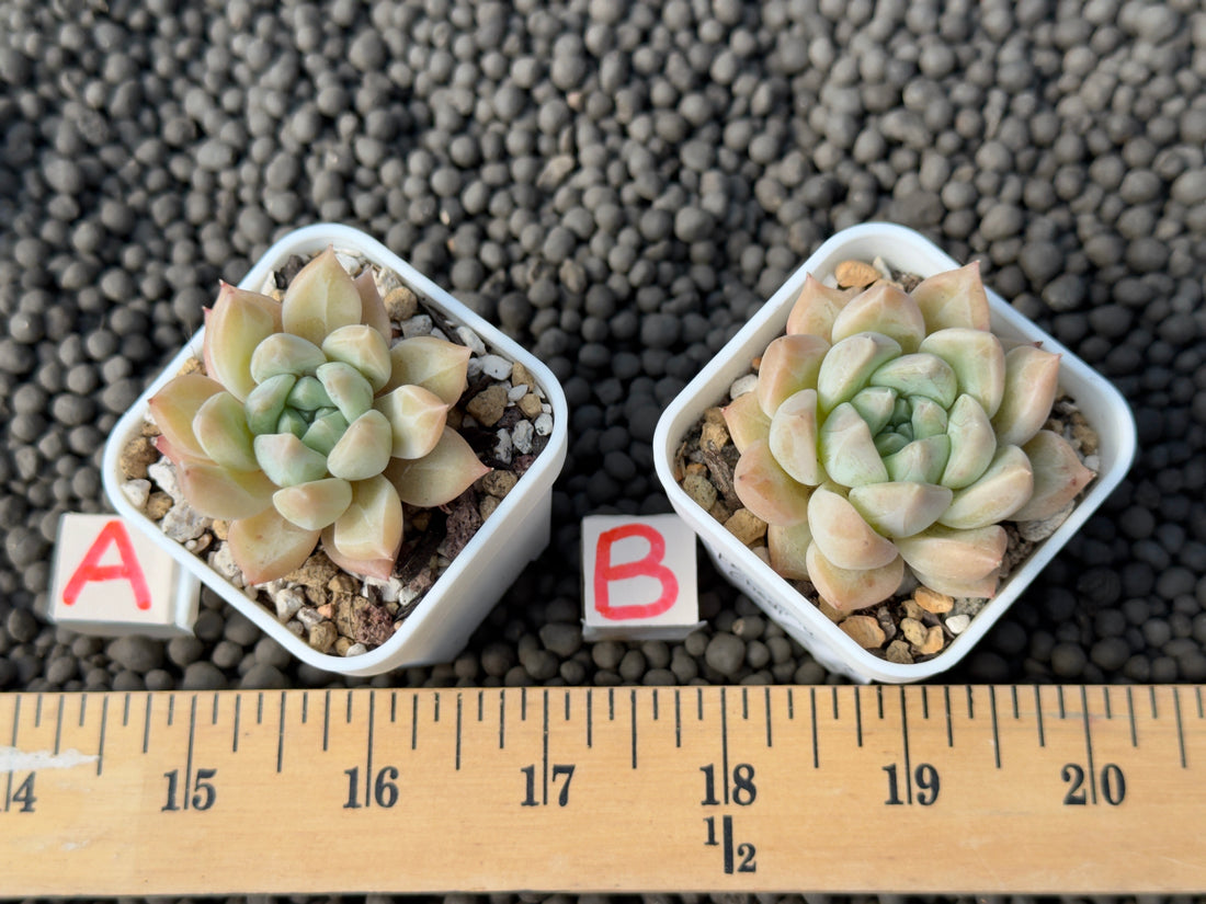 Echeveria Chedi Korean Succulent Plant