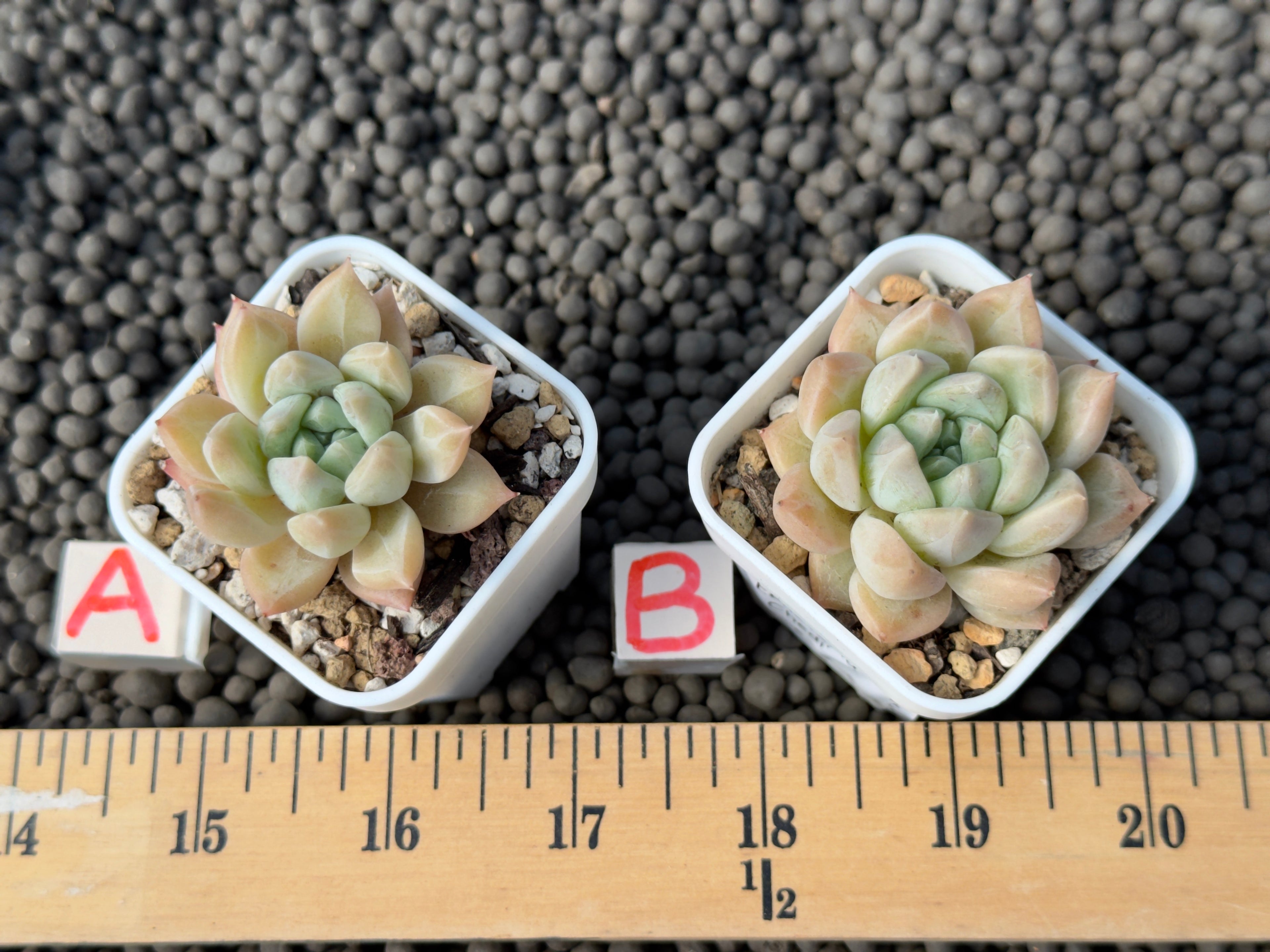 Echeveria Chedi Korean Succulent Plant