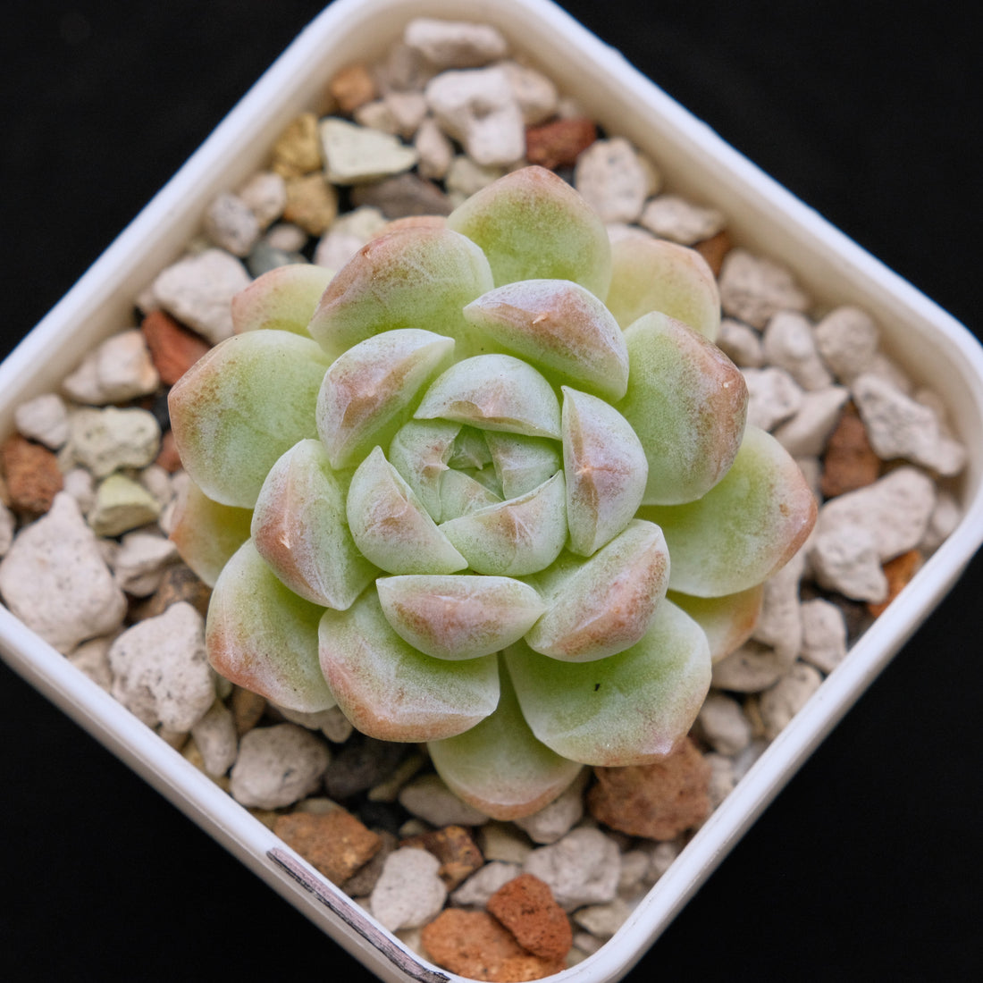 Echeveria hybrid imported Succulent Plant