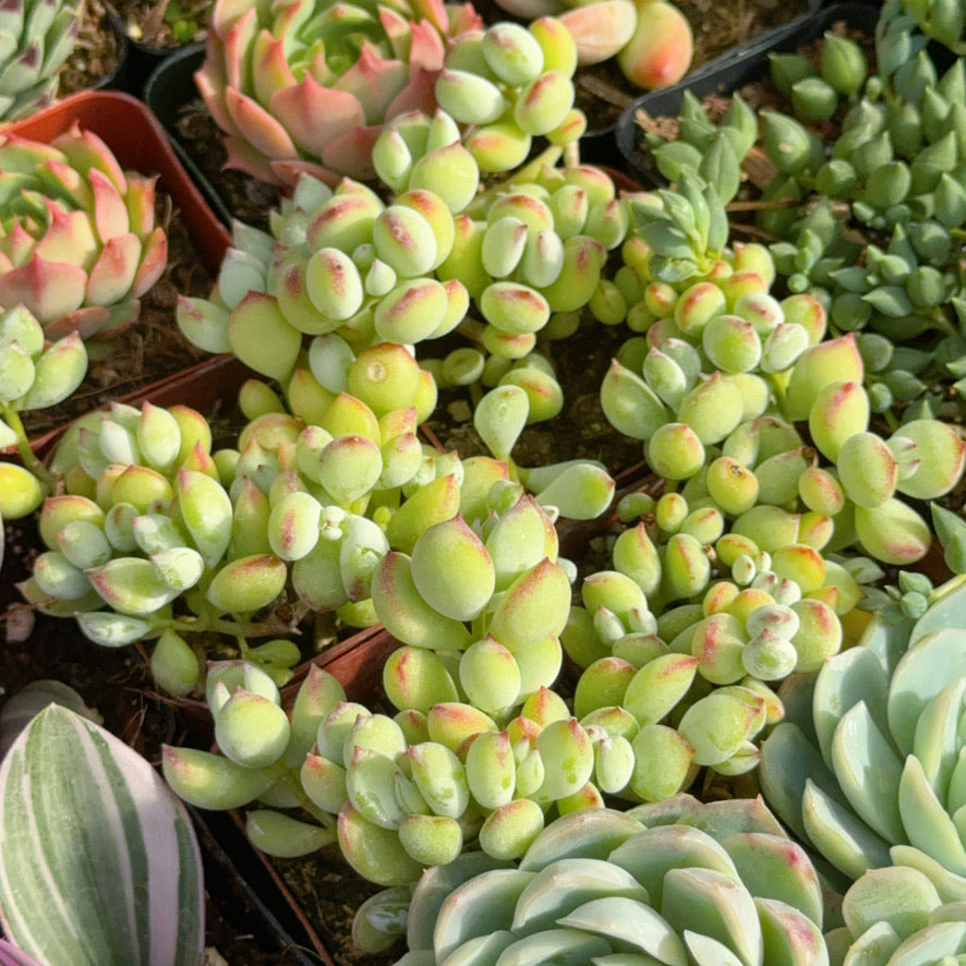 Cotyledon pendens Succulent Plant