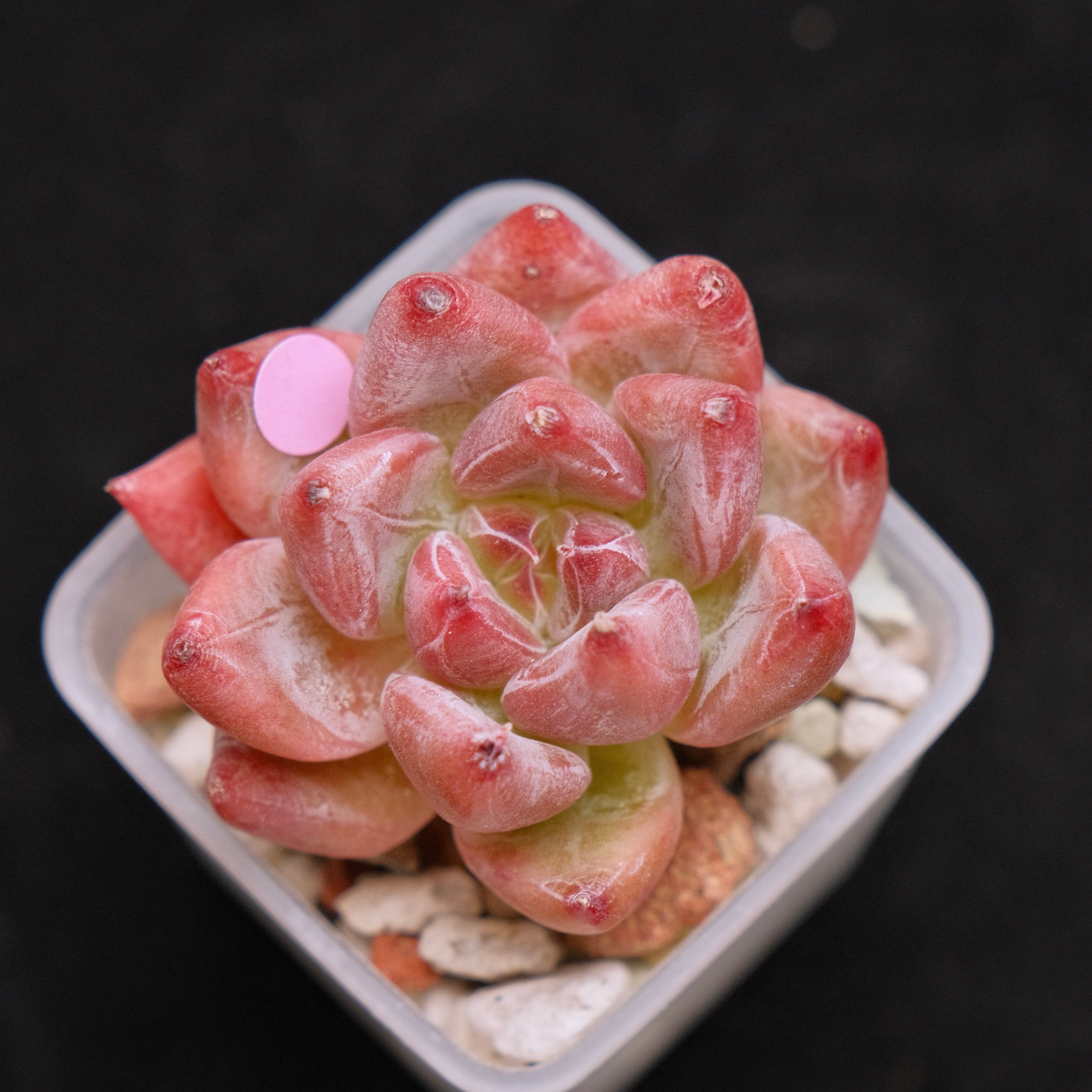 Echeveria Peña Korean Succulent Plant