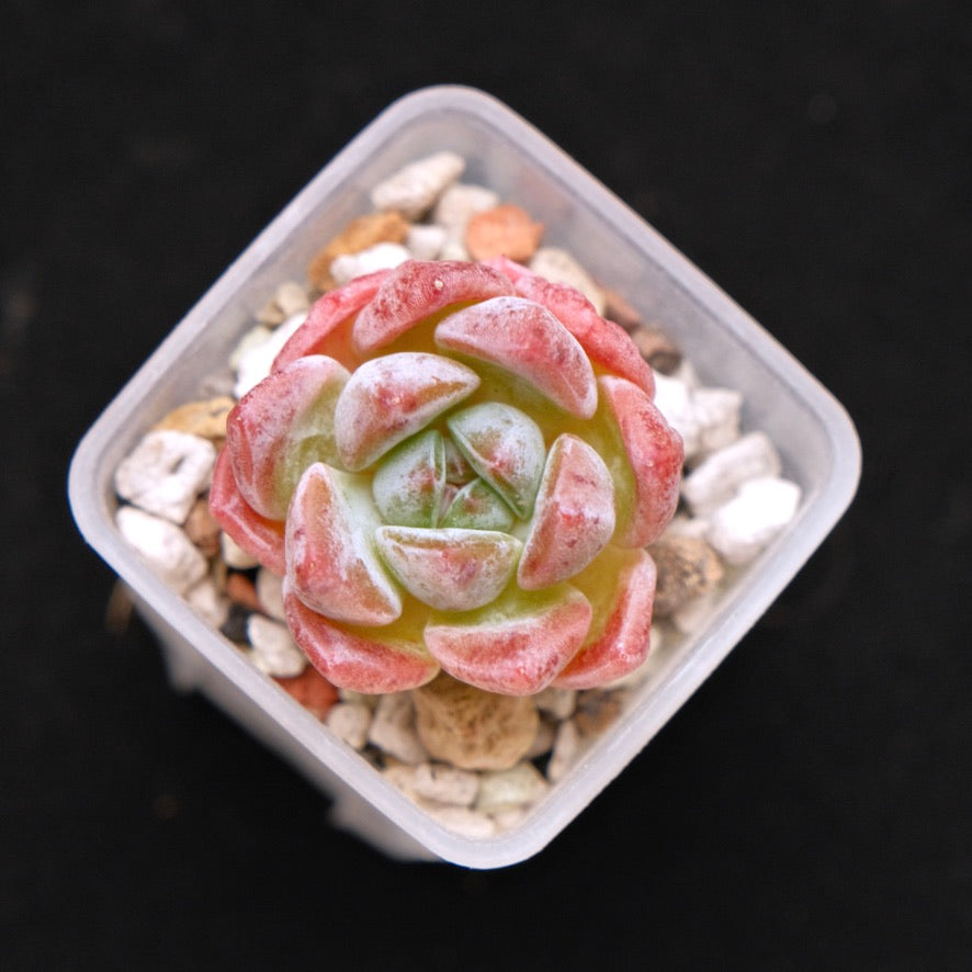 Echeveria Phantom of Pink baby Korean Succulent Plant