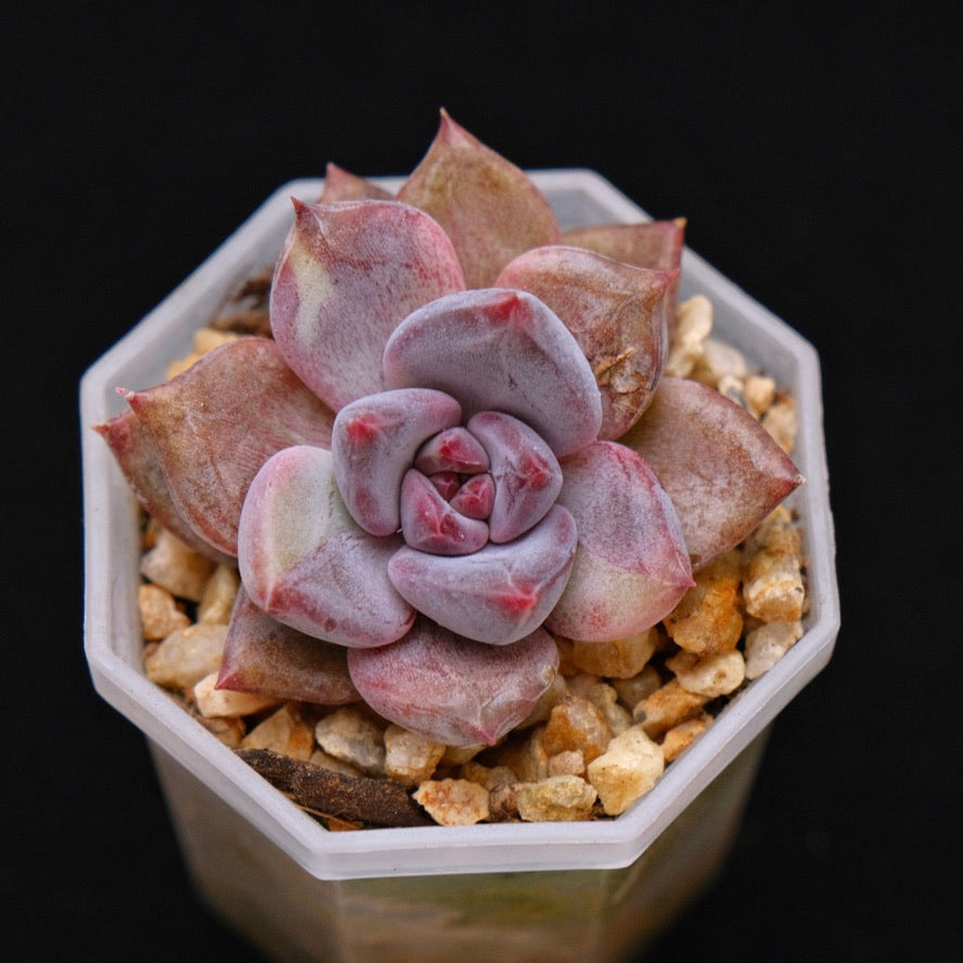 Variegated Echeveria Good Night Korean Succulent Plant