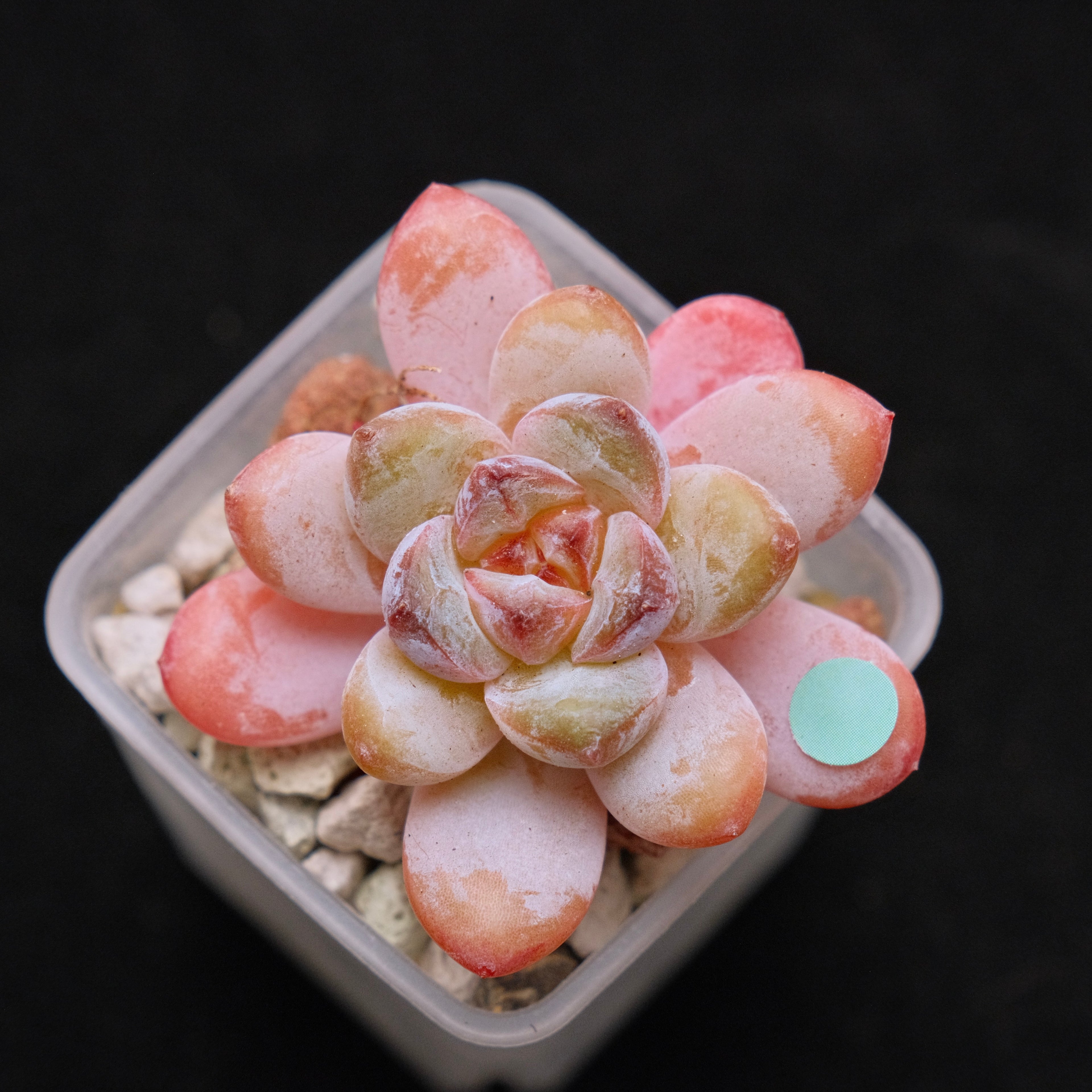 Echeveria Star Snow Imported Succulent Plant small 星星雪