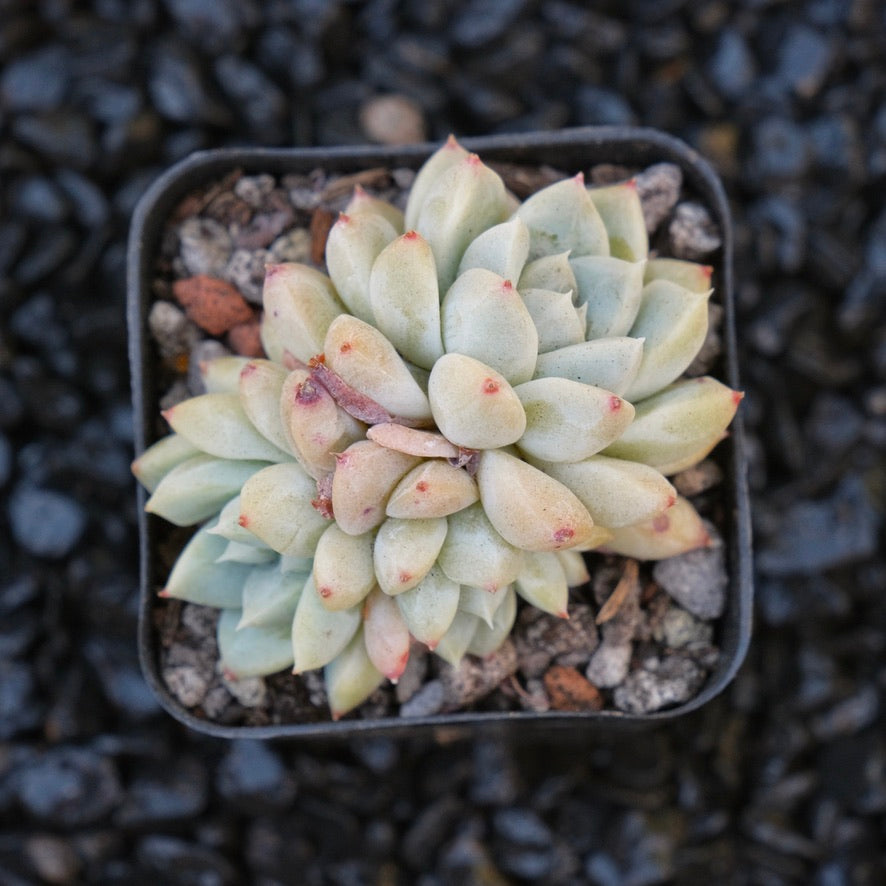 Echeveria Misty Snow Korean Succulent Plant