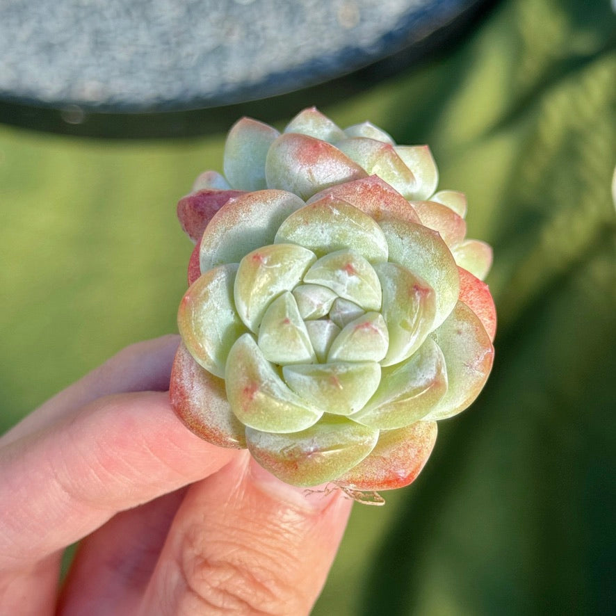Echeveria Ice Green Succulent Plant B