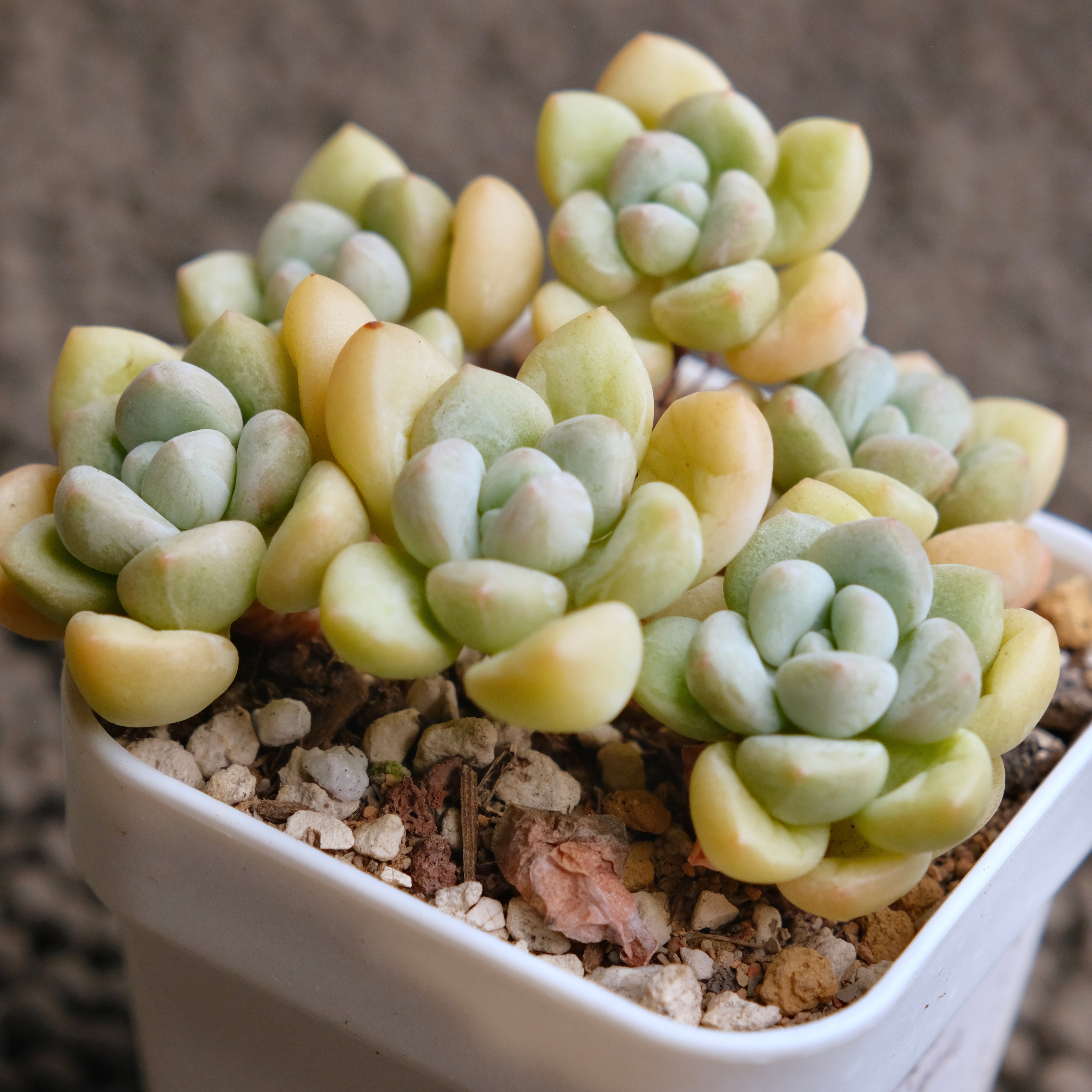 Pachyphytum Bubble Gum Imported Succulent Plant - C