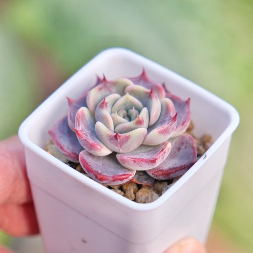 Echeveria Kiss Me Korean Succulent Plant Changhee hybrid