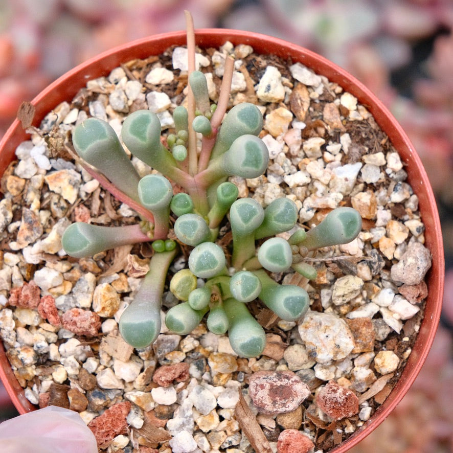 Fenestraria Baby Toes Succulent Plant