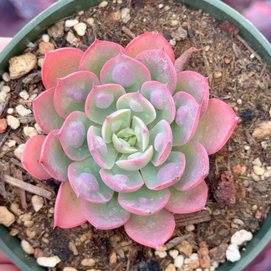 Echeveria Raindrops Succulent Plant