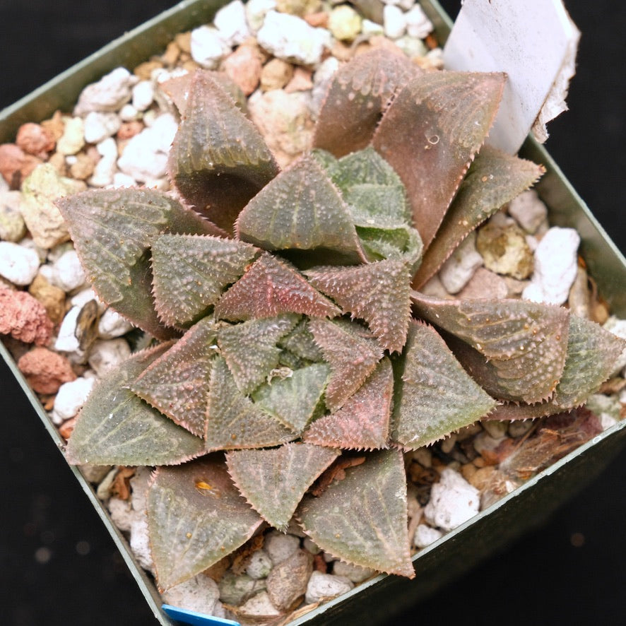 Haworthia &