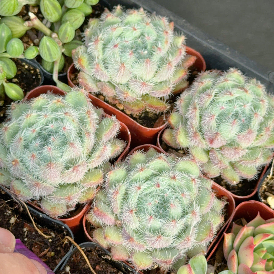 Echeveria Setosa Succulent Plant