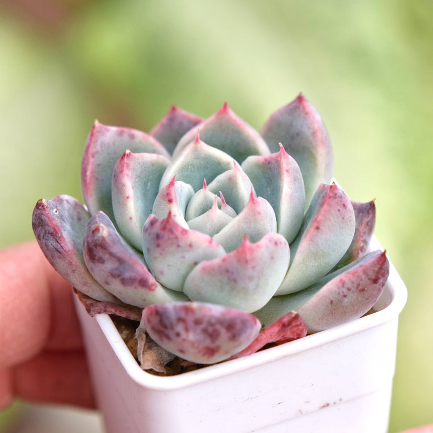 Echeveria Manuel Korean Succulent Plant Hwaga hybrid