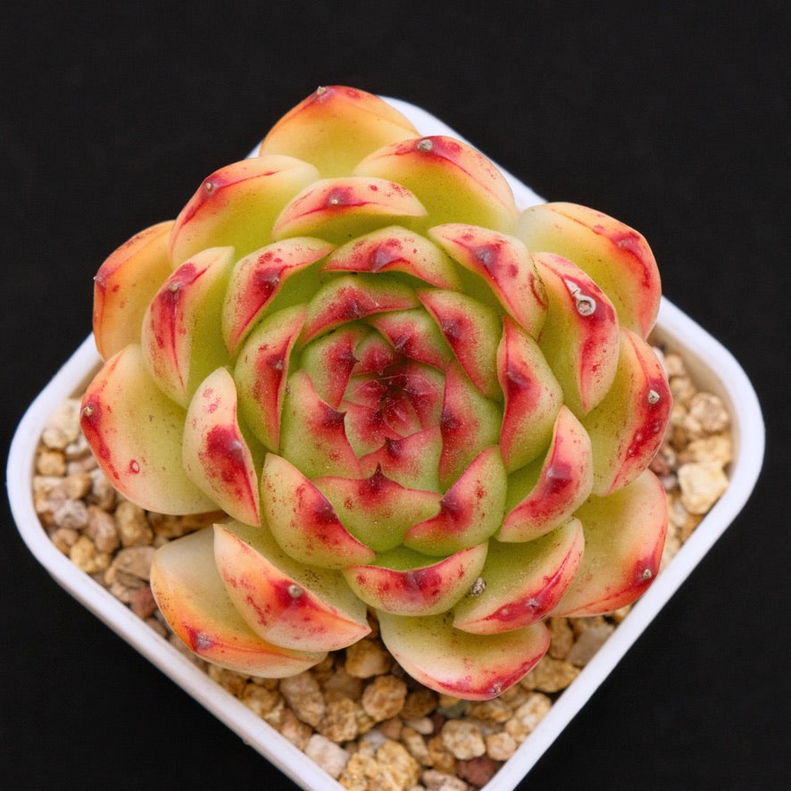 Old Echeveria Moonstones Korean Succulent Plant