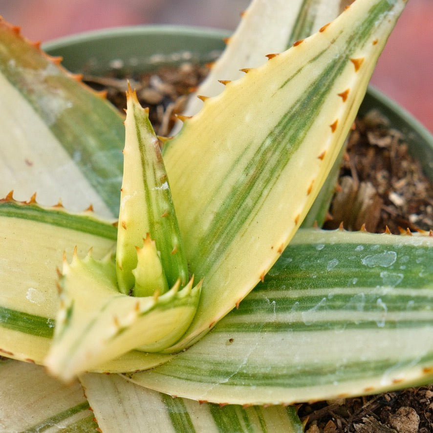 Variegated Aloe Succulent Plant