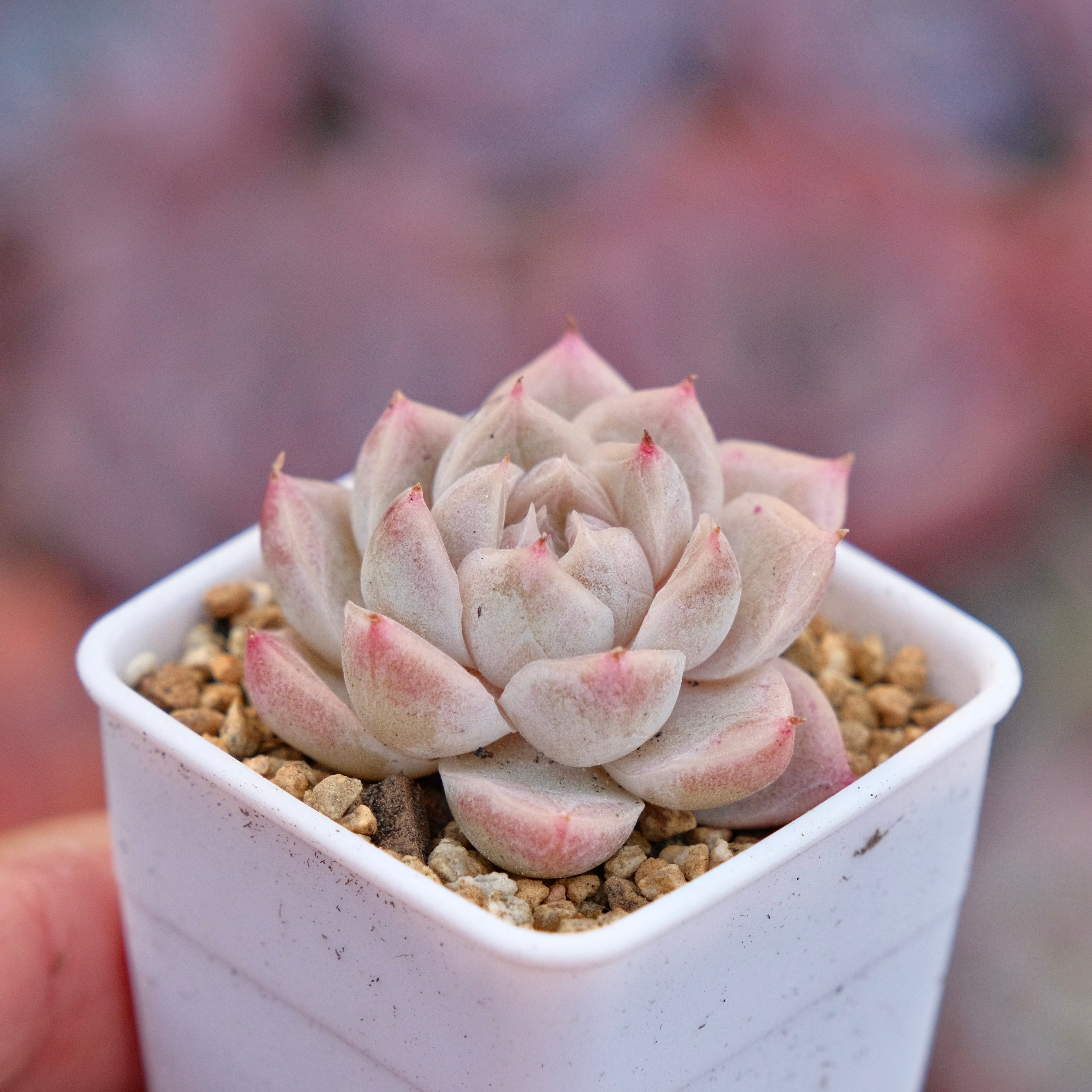 Echeveria hyalina hybrid Imported Succulent Plant *New*
