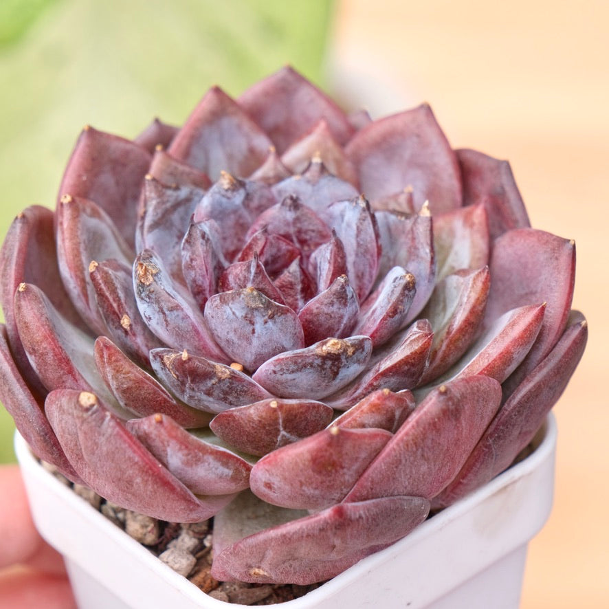 Echeveria Cherry Frappe Korean Succulent Plant