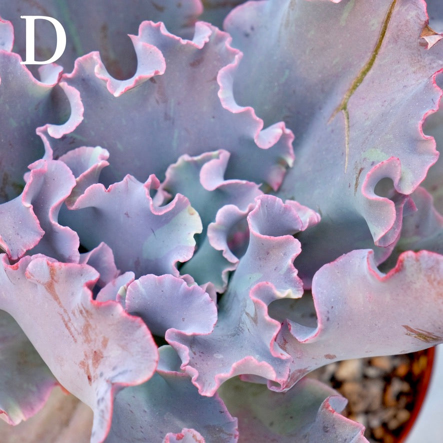 Variegated Echeveria Fury - Rare hybrid - D