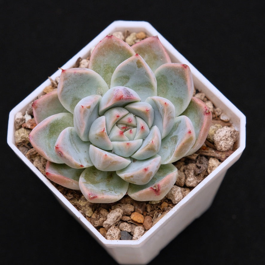 Echeveria Manuel Korean Succulent Plant Rare Hwaga Hybrid