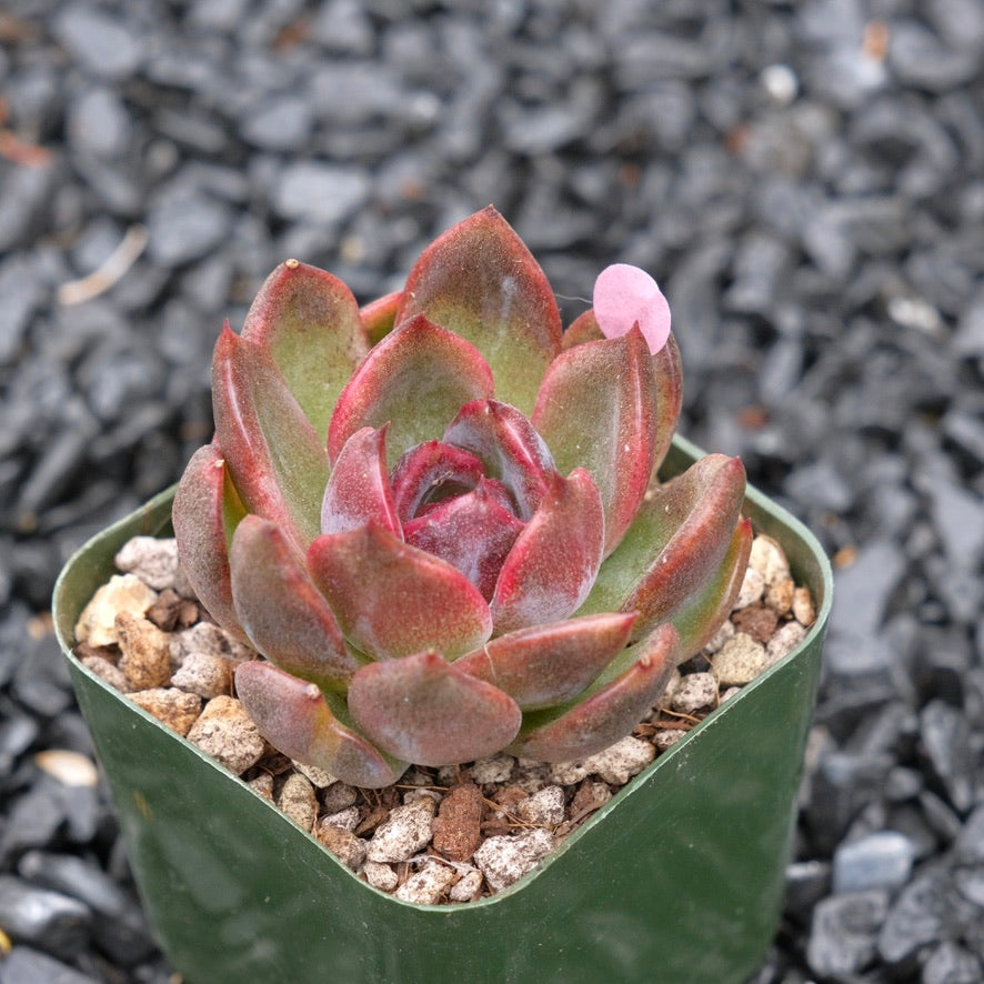 Echeveria Sauvignon Wine A Korean Succulent Plant