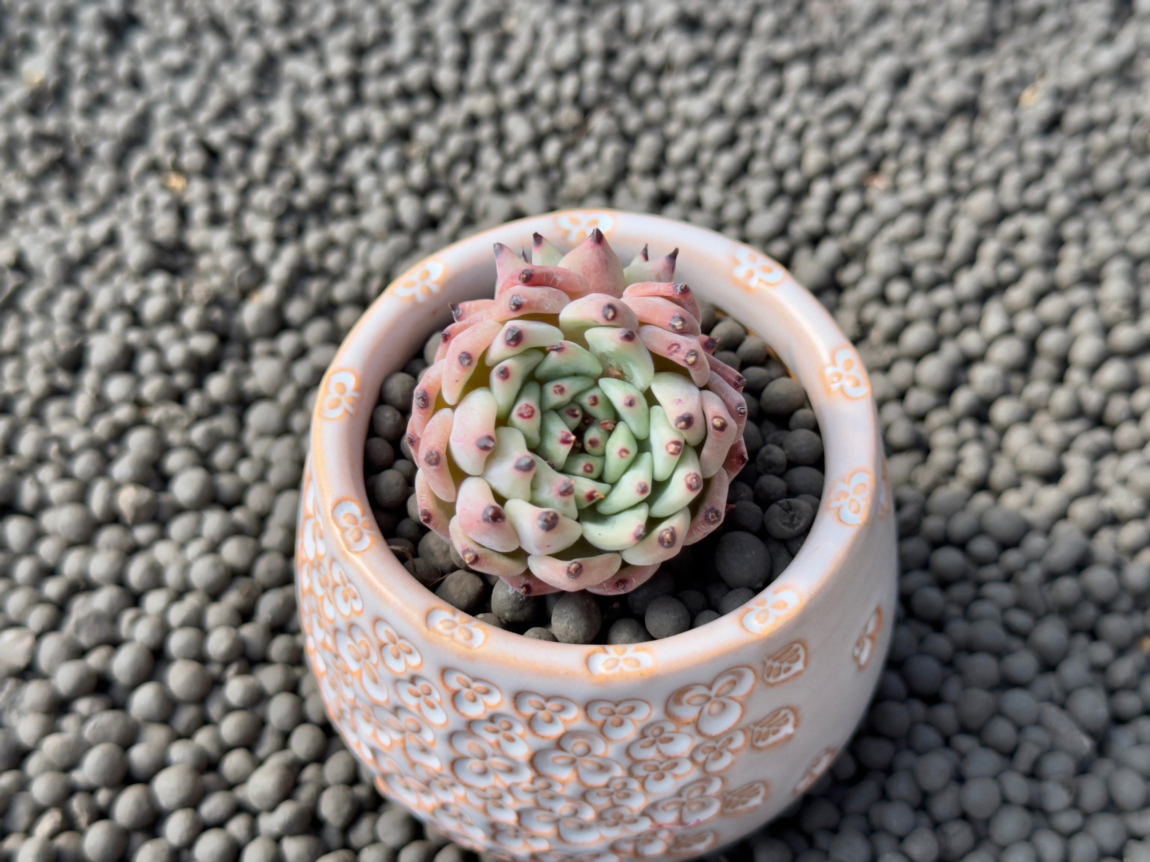 Echeveria zaragoza Korean Succulent Plant