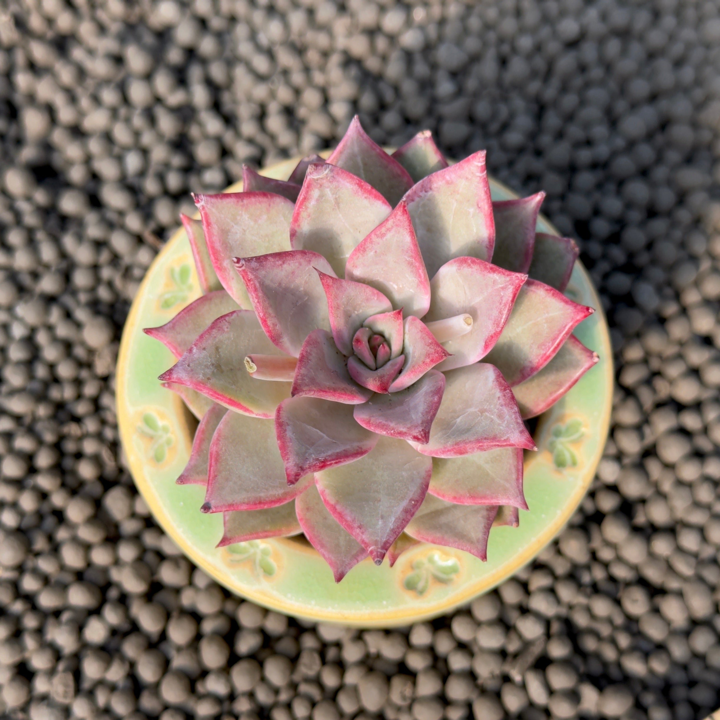 Echeveria Beauty Lily Special Korean Succulent Plant