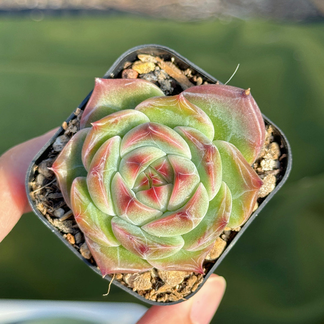 Echeveria Pink Champaign x Colorata Korean Succulent Plant