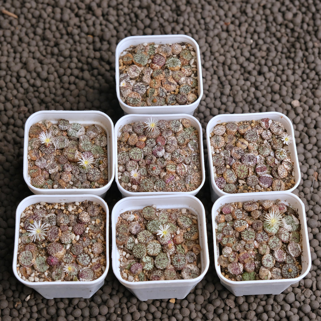 Conophytum obcordellum Imported Succulent Plant - random