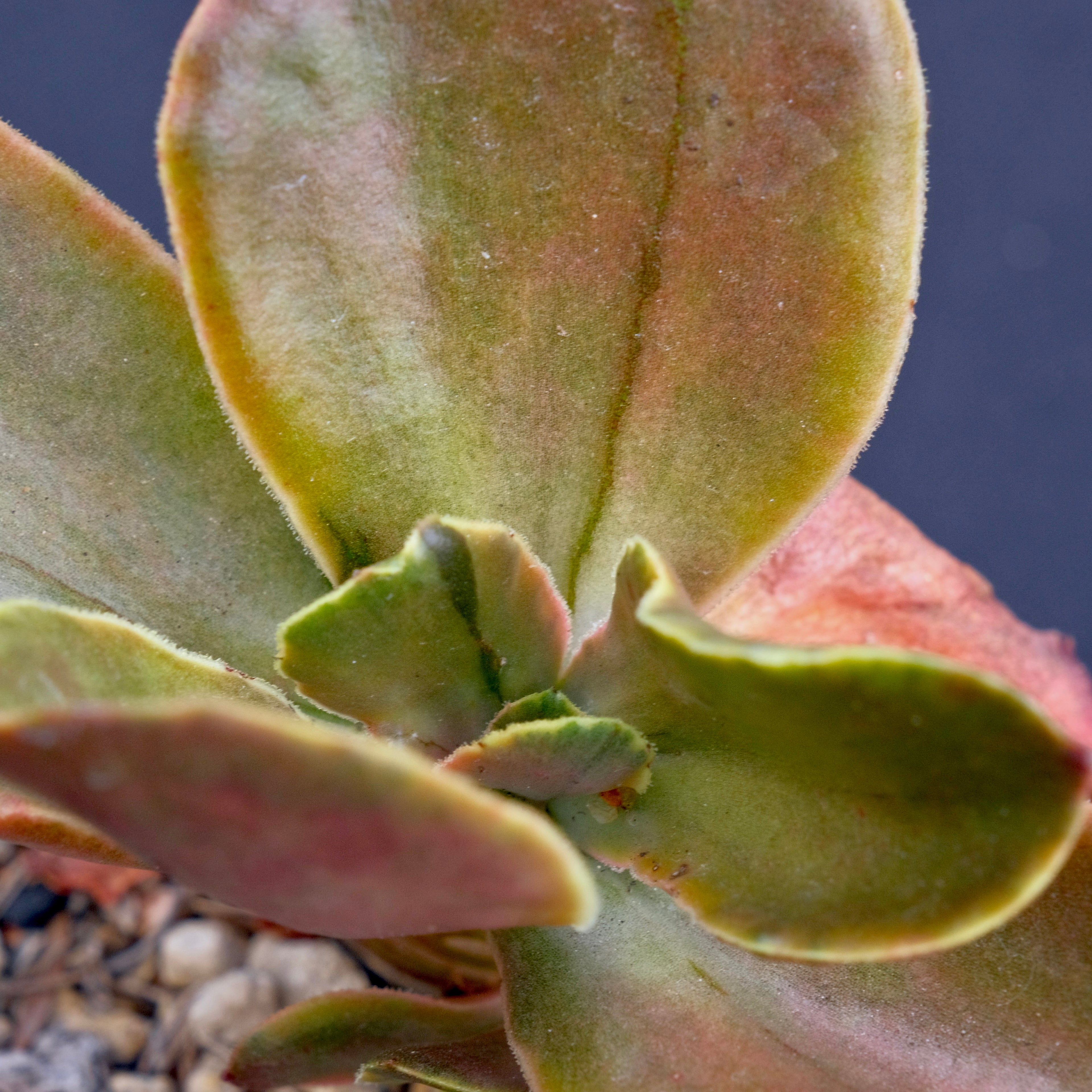 Variegated Echeveria fimbriata Rare Korean Imported Succulent